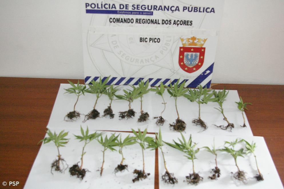 PSP apreende droga e detém suspeitos de tráfico – Imagem 1