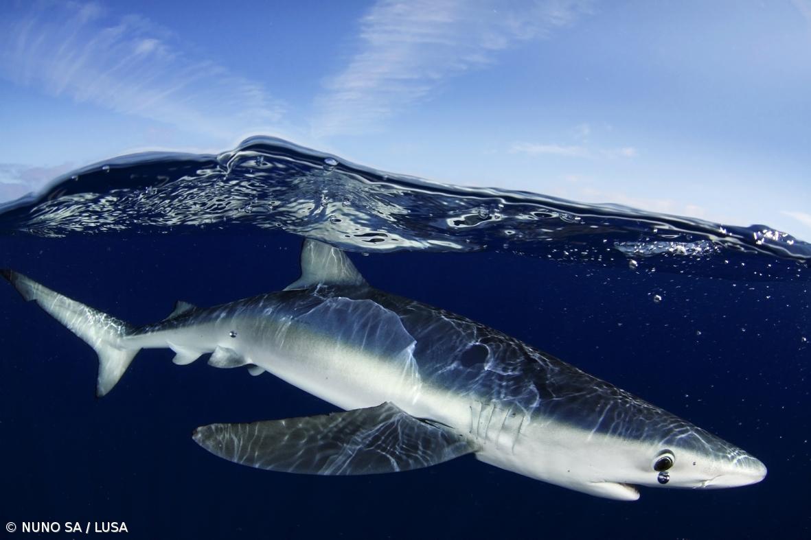 Shark Project e operadores de mergulho dos Açores querem 200 milhas da ZEE de volta – Imagem 1