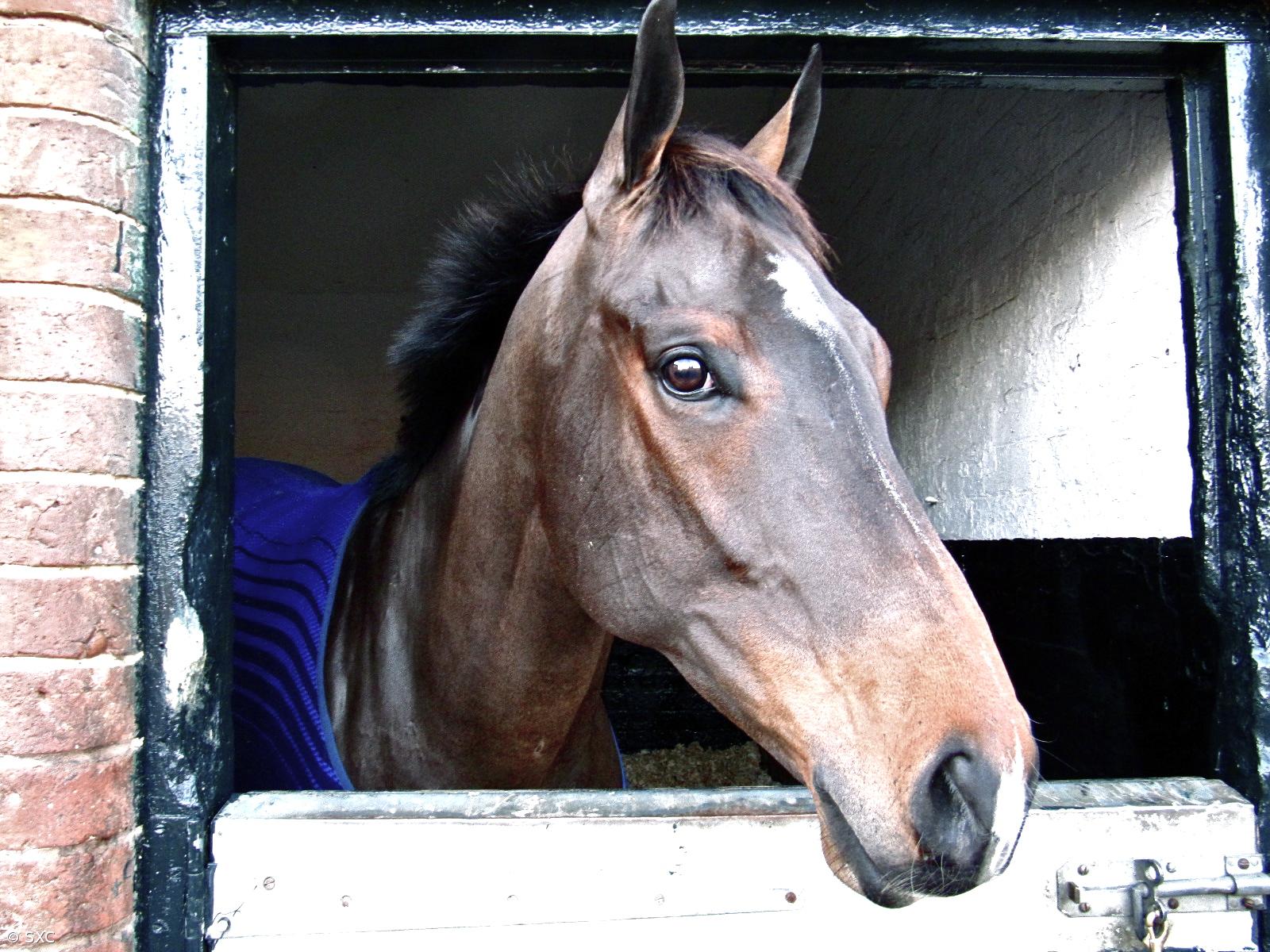 Maior fábrica de clones no mundo na China vai produzir cavalos – Imagem 1