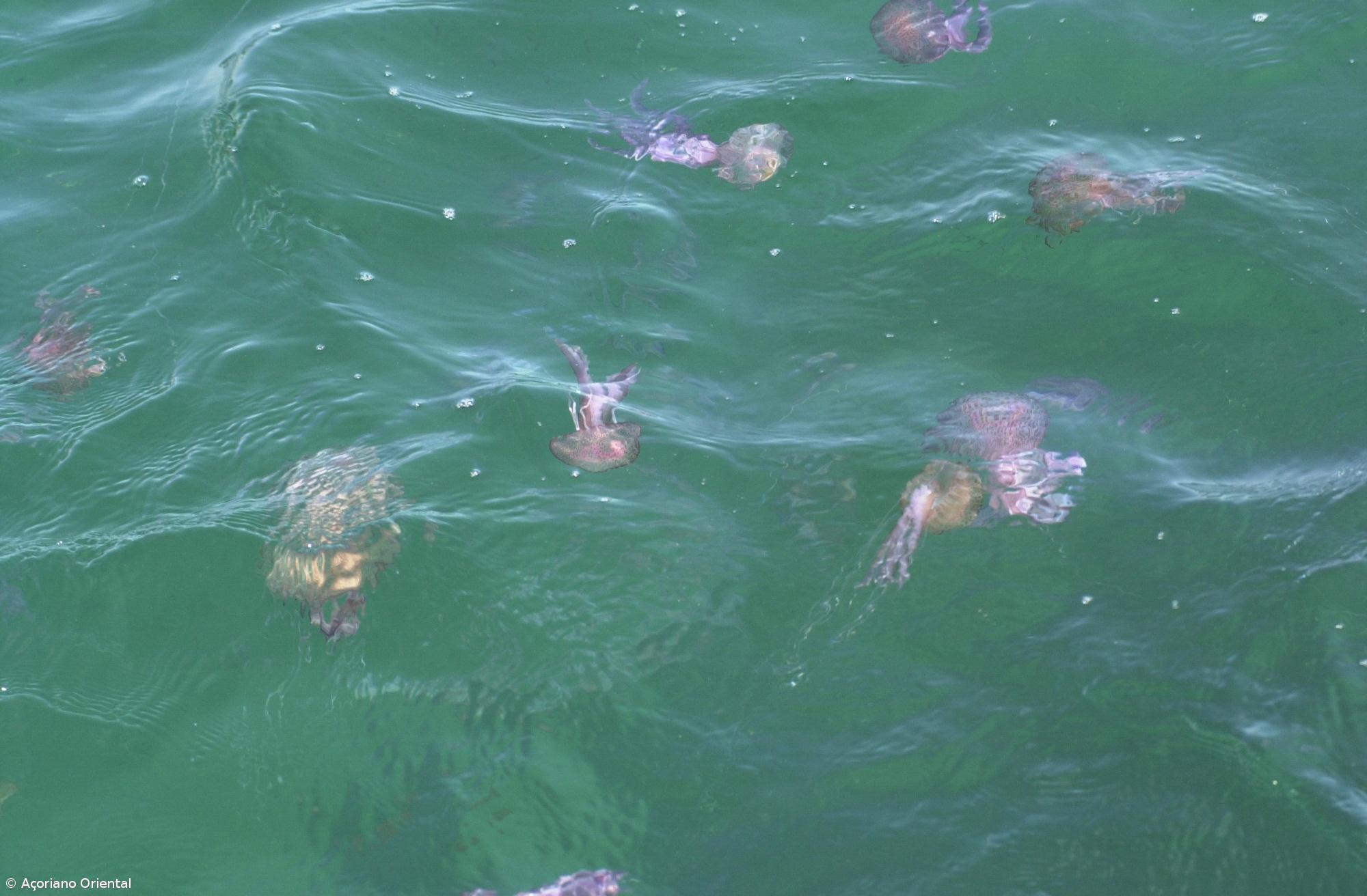 Direção dos Assuntos do Mar dos Açores alerta para concentração de águas-vivas em São Miguel – Imagem 1