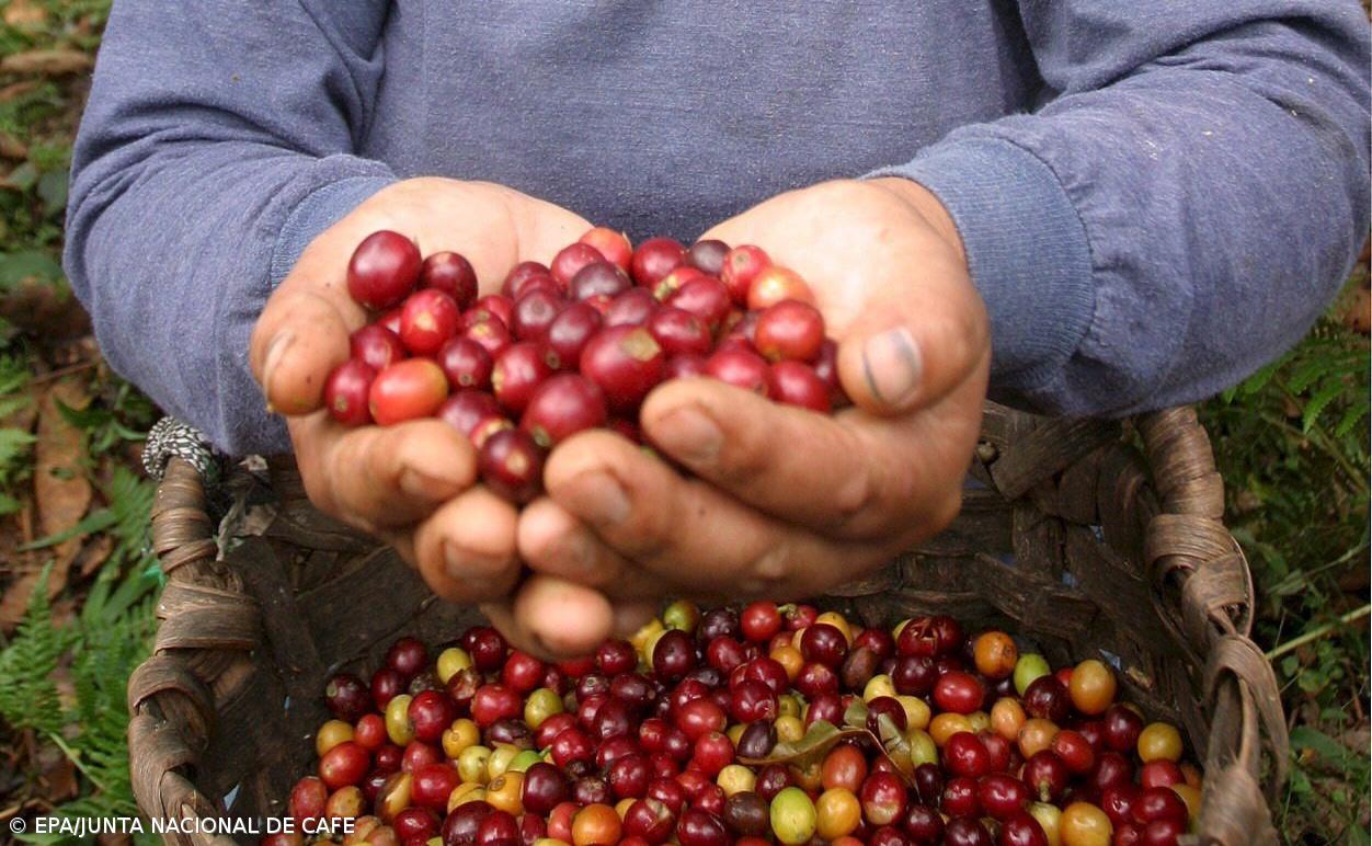 Açores com associação para promover produção de café – Imagem 1