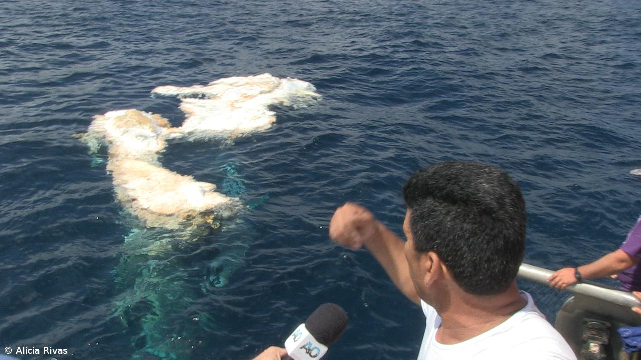 Baleia morta perto da costa norte (vídeo) – Imagem 1