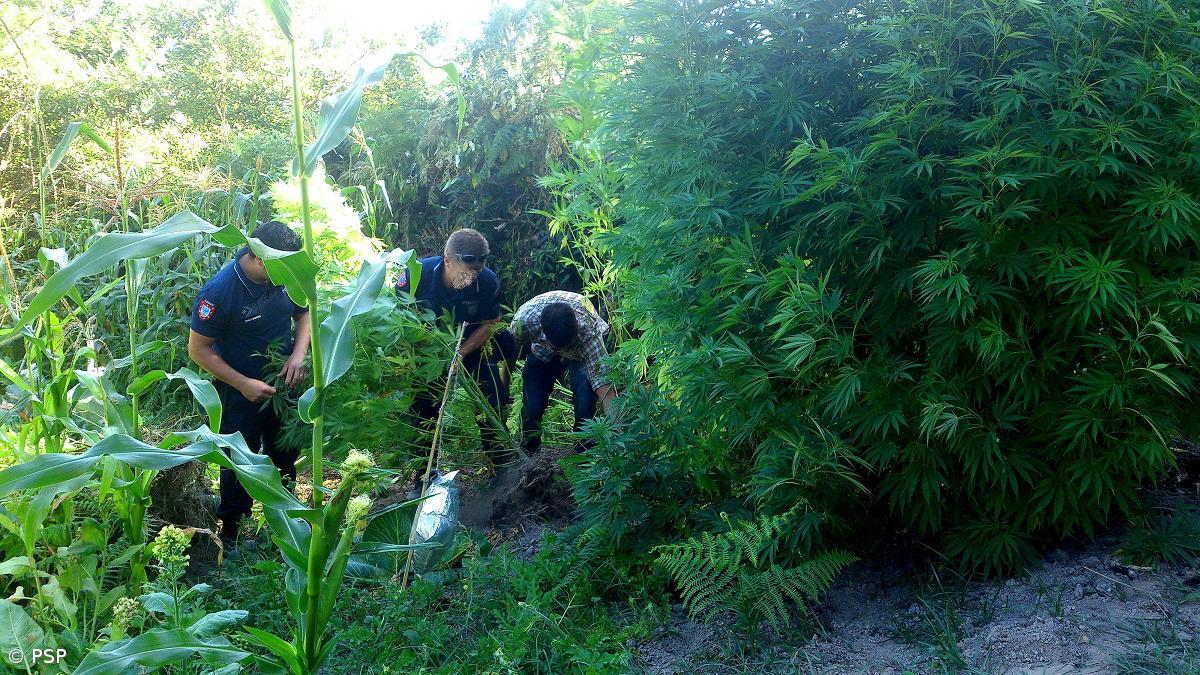 Estudo revela aumento do uso de canábis e consumos de álcool – Imagem 1