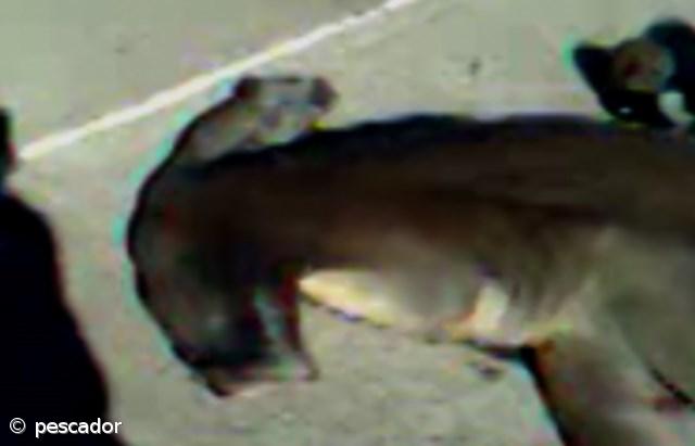 Pescador apanha tubarão martelo na Caloura (vídeo) – Imagem 1