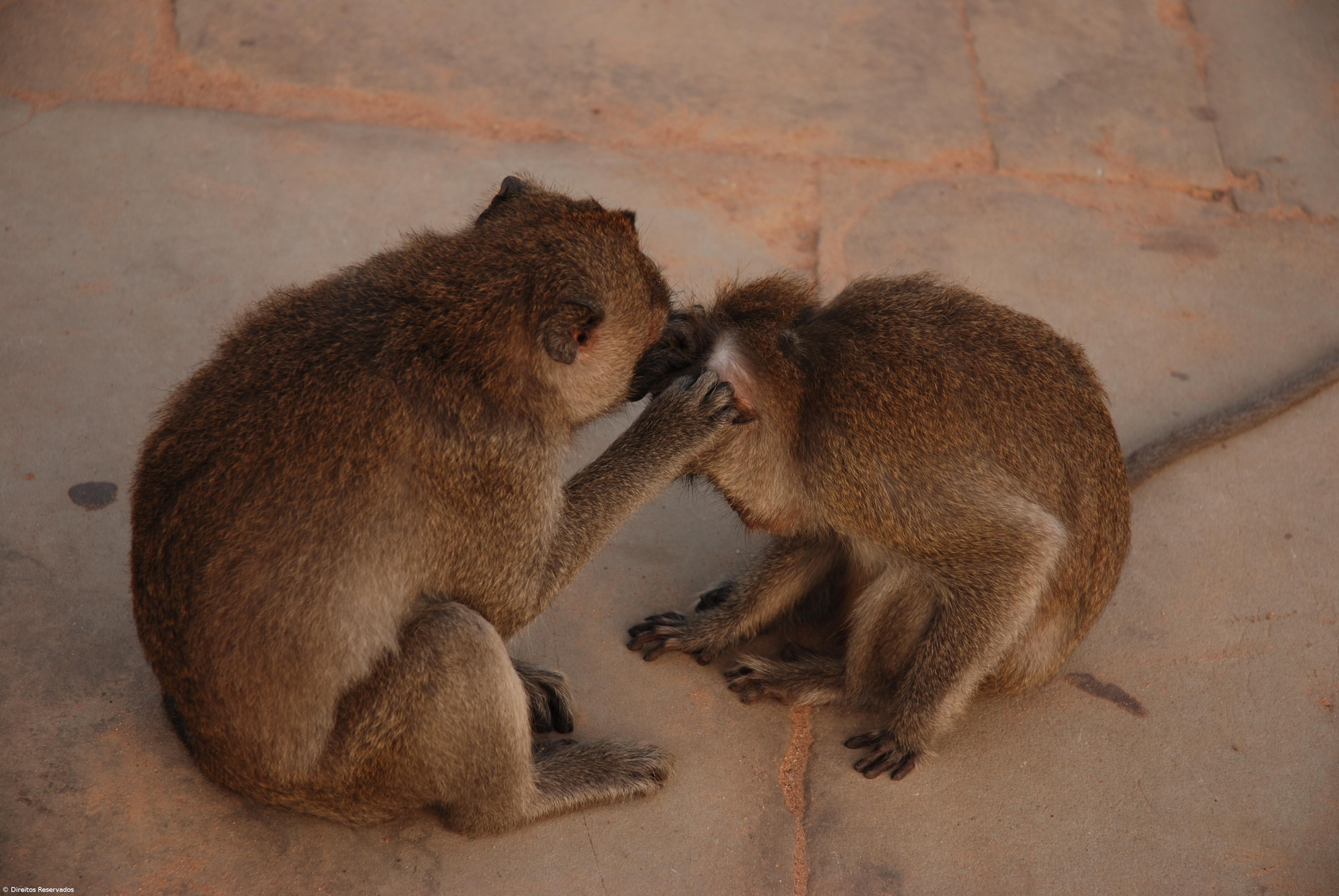 Macacos morrem em incêndio em zoológico na Alemanha, suspeita-se de fogo de artíficio – Imagem 1