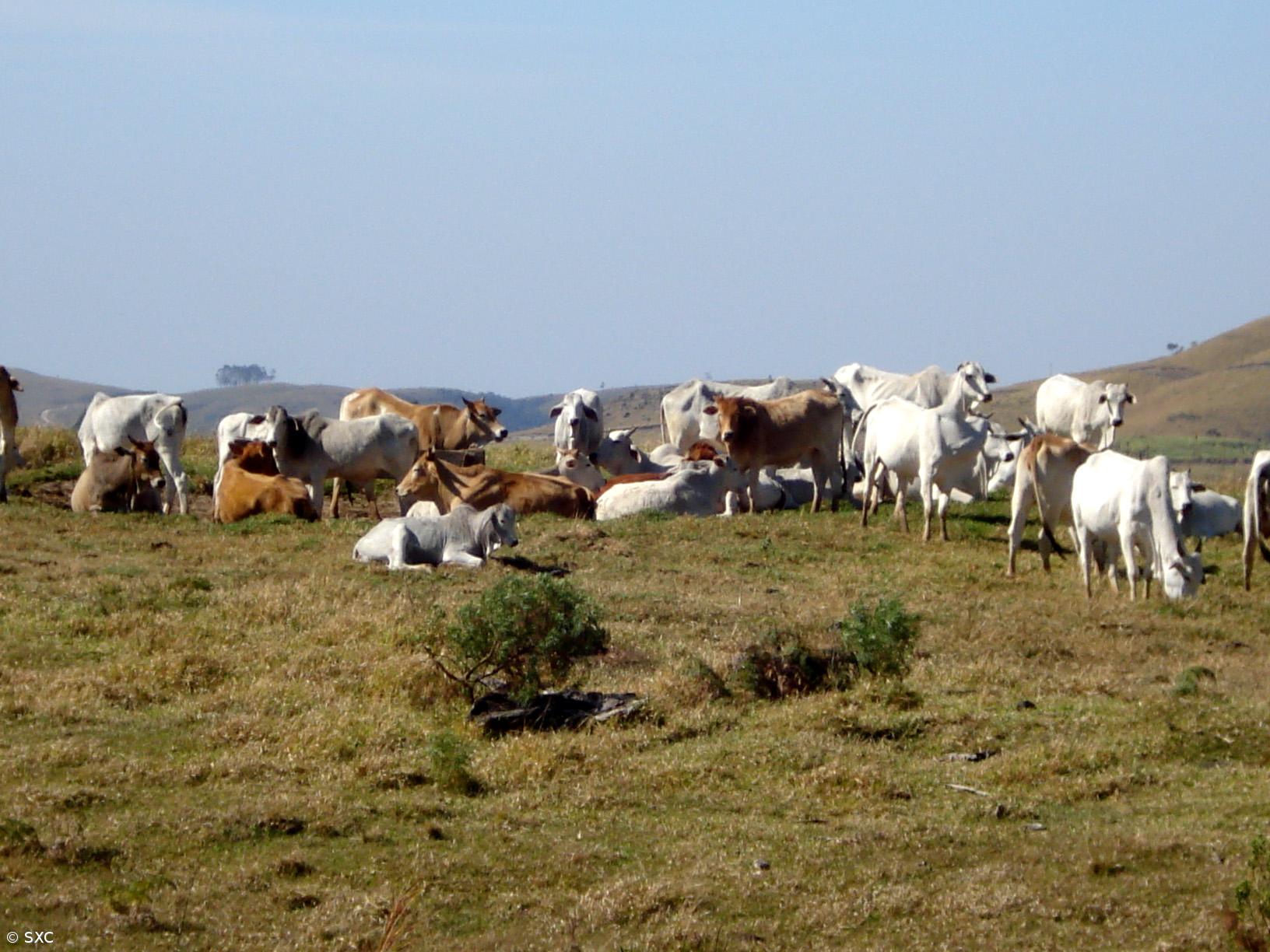 Pecuária provoca 14,5% de todas as emissões de gases com efeito de estufa – Imagem 1