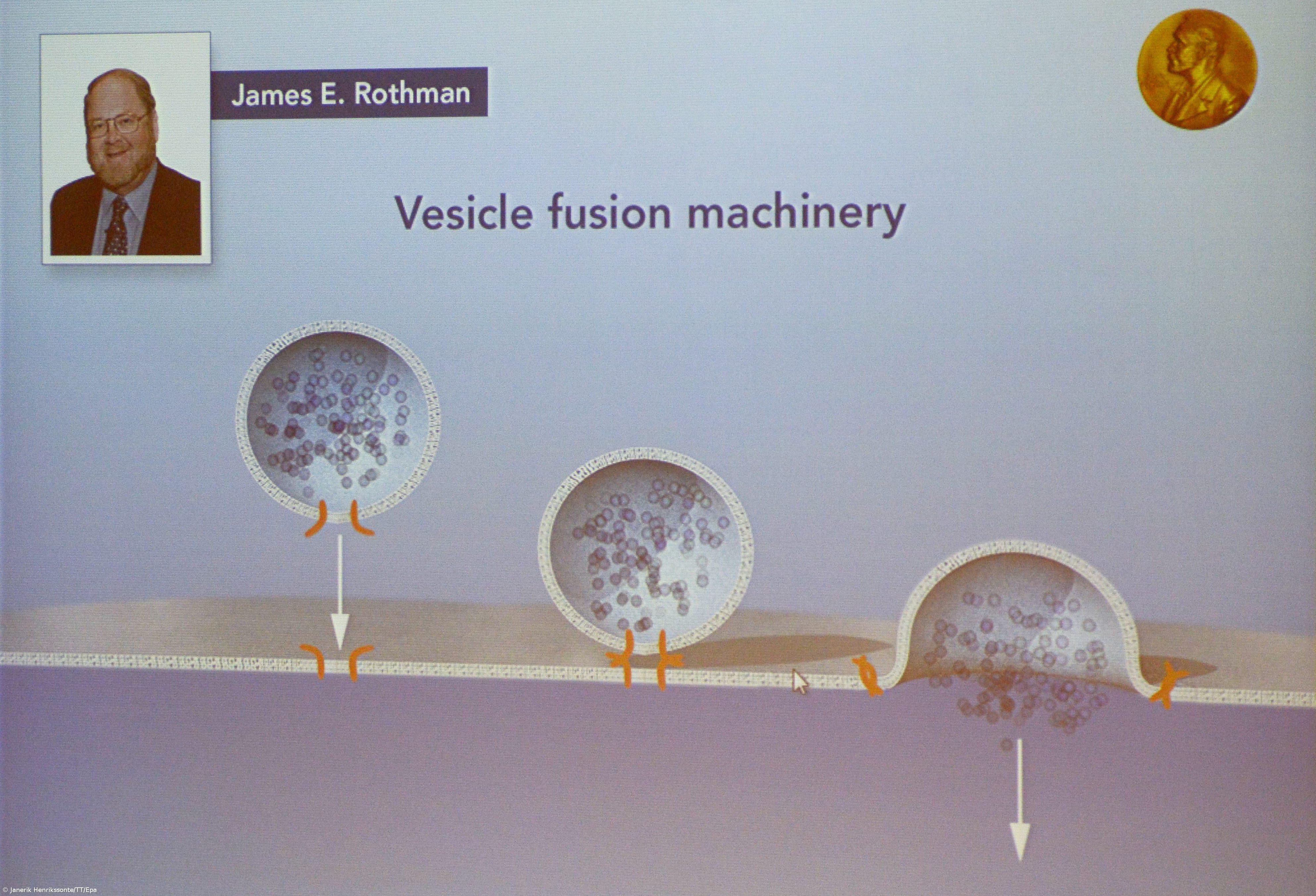 Distinguida descoberta sobre sistema de transporte nas células  – Imagem 1