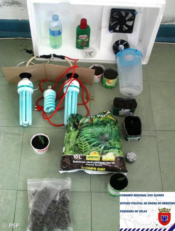  PSP detém em São Jorge jovem suspeito de tráfico e produção de droga – Imagem 1