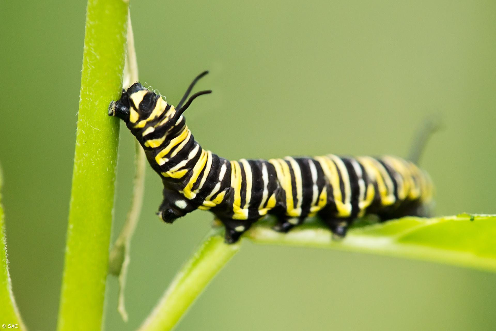 Proteína de lagarta eficaz para combater vírus do sarampo e gripe A – Imagem 1