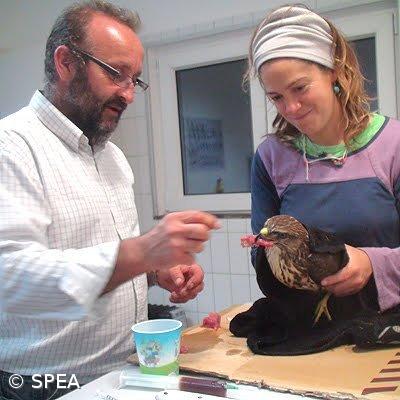 Workshop de primeiros socorros a aves selvagens – Imagem 1