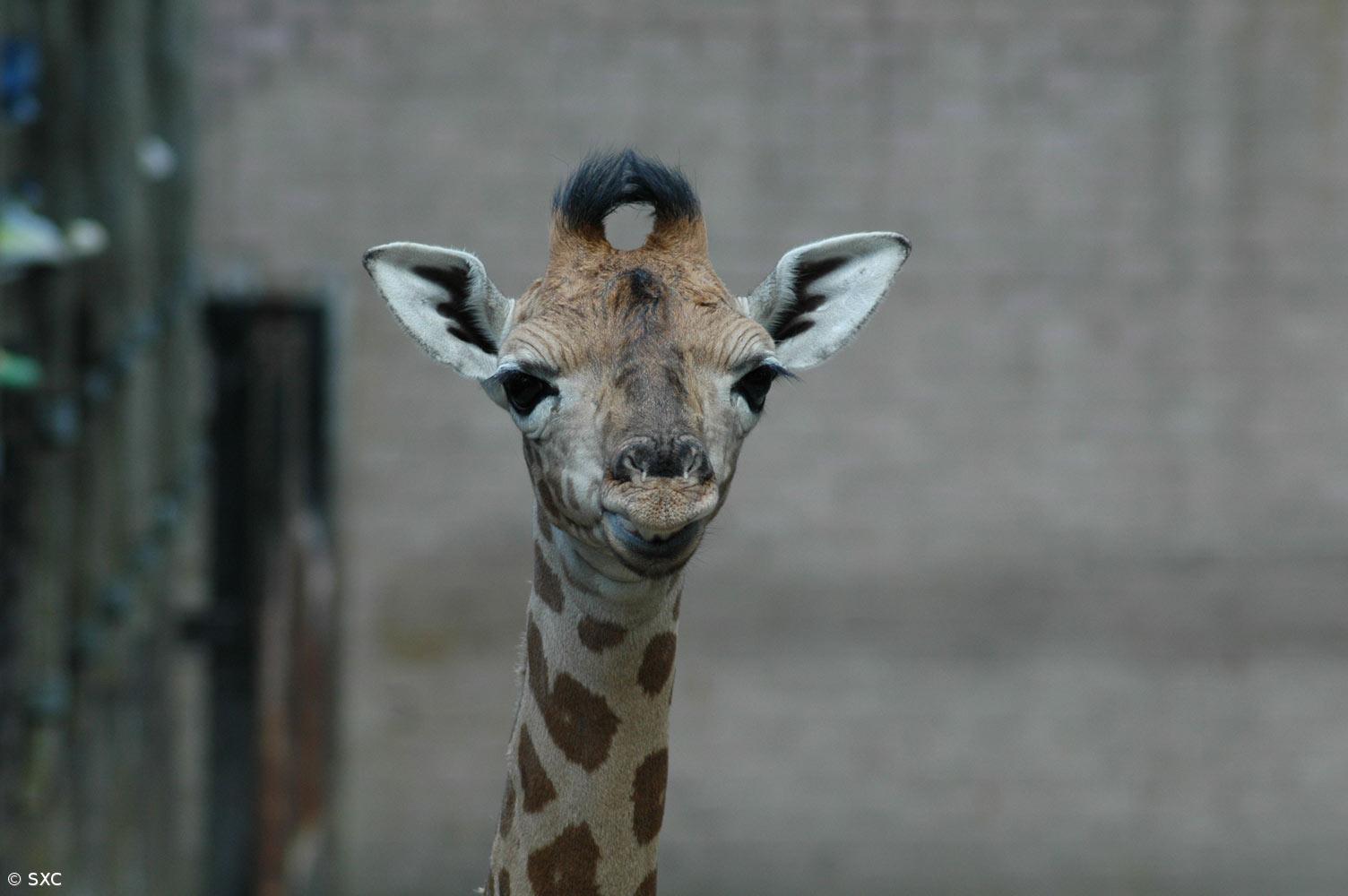 Ementas nas antigas cidades romanas incluíam a carne de girafas – Imagem 1