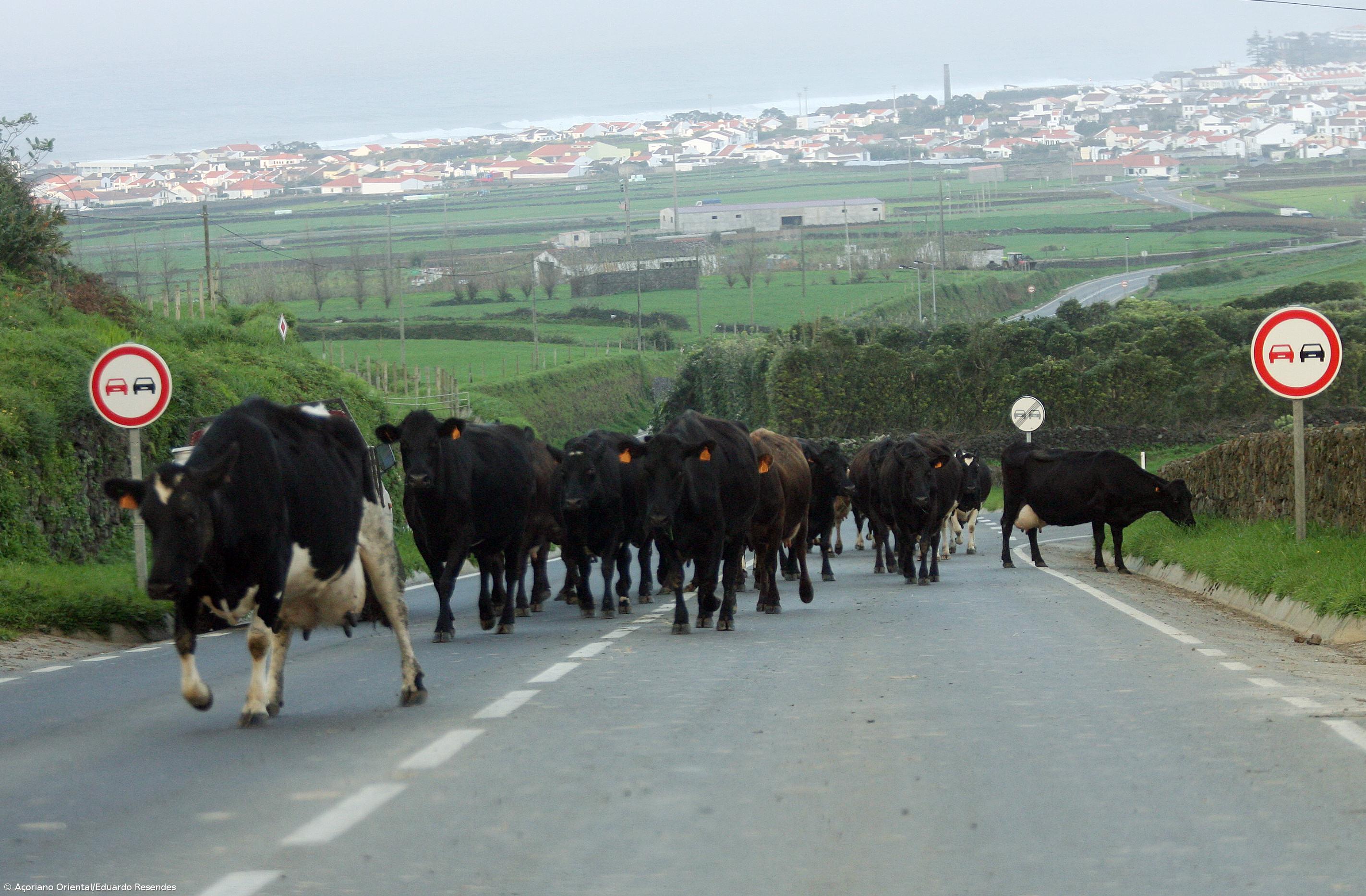 Estradas partilhadas por carros e vacas são "cartaz turístico" e inevitabilidade – Imagem 1