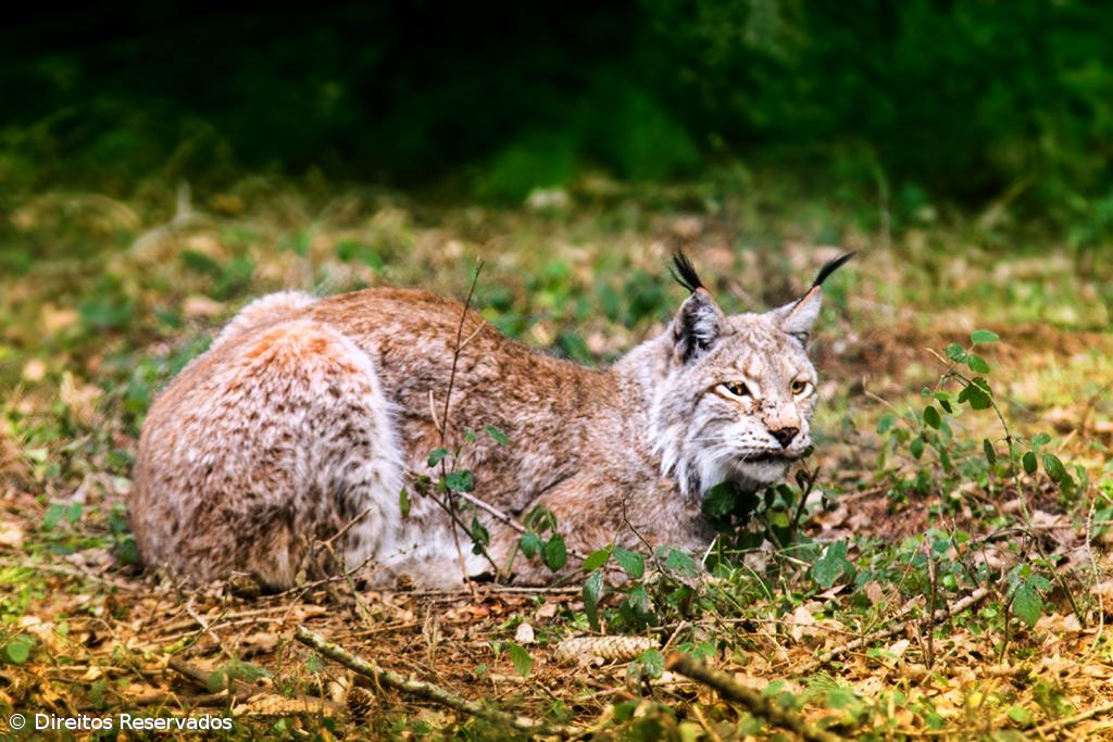 Centro de Reprodução do Lince Ibérico já permitiu 122 nascimentos em 10 anos – Imagem 1