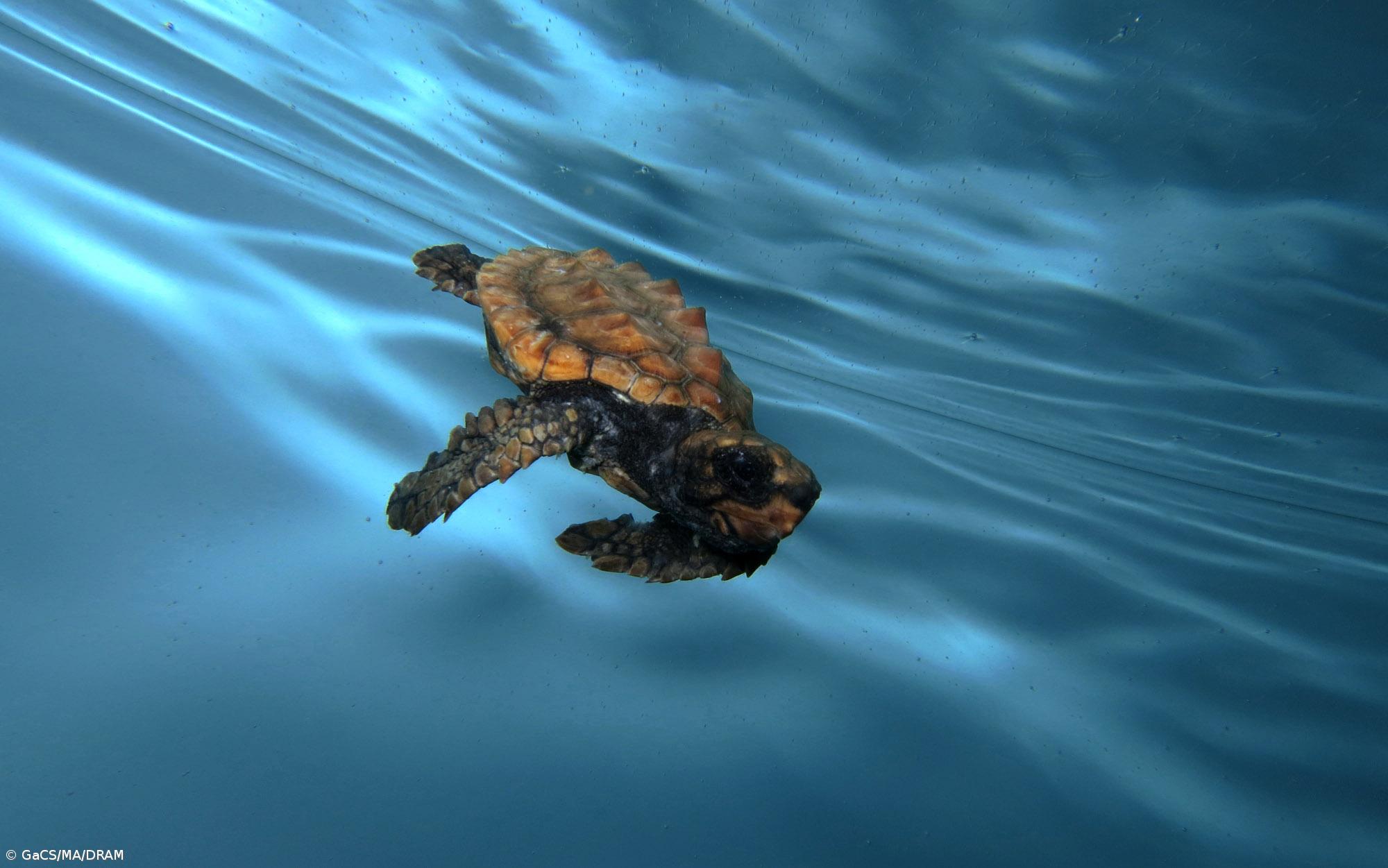 Região integra consórcio europeu sobre impacto do lixo marinho – Imagem 1