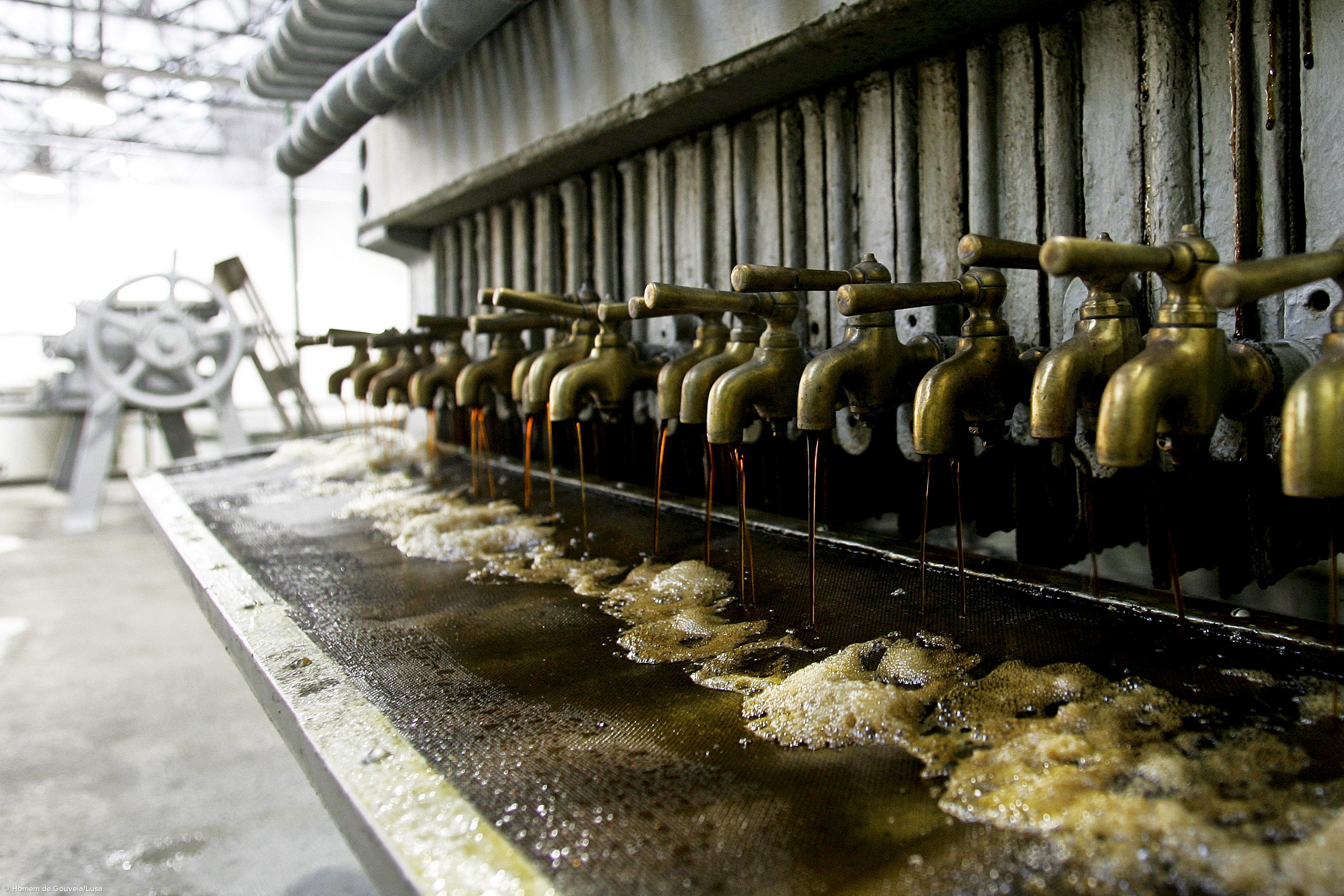 Madeira espera este ano produção de 6.000 toneladas de cana-de-açúcar – Imagem 1