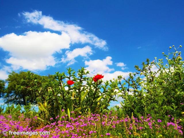 Há cada vez mais pólenes e a produção começa mais cedo – Imagem 1