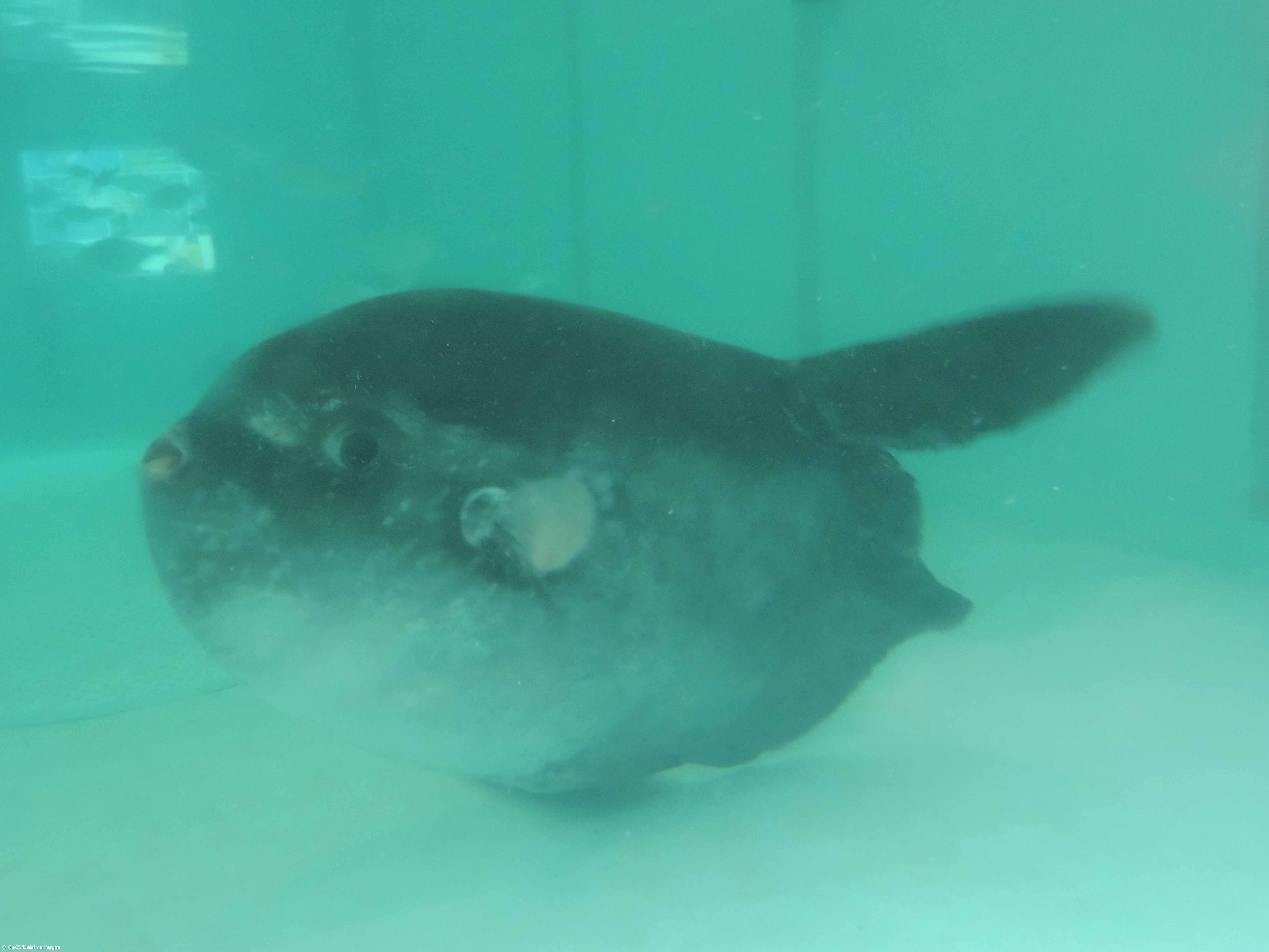 Peixe-Lua com mais de uma tonelada de peso recuperado no Faial – Imagem 1