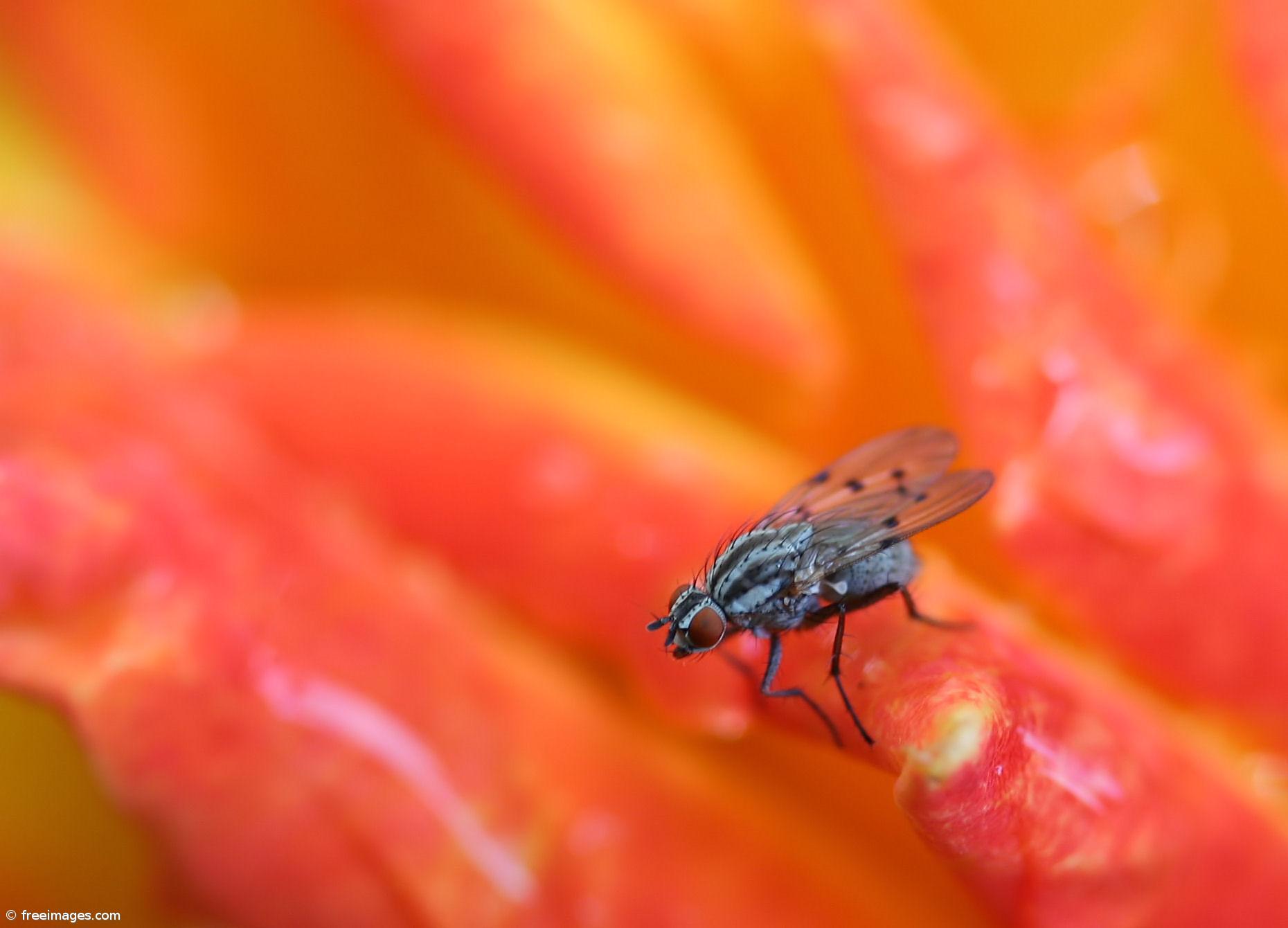 Moscas e humanos com muitas semelhanças na alimentação – Imagem 1