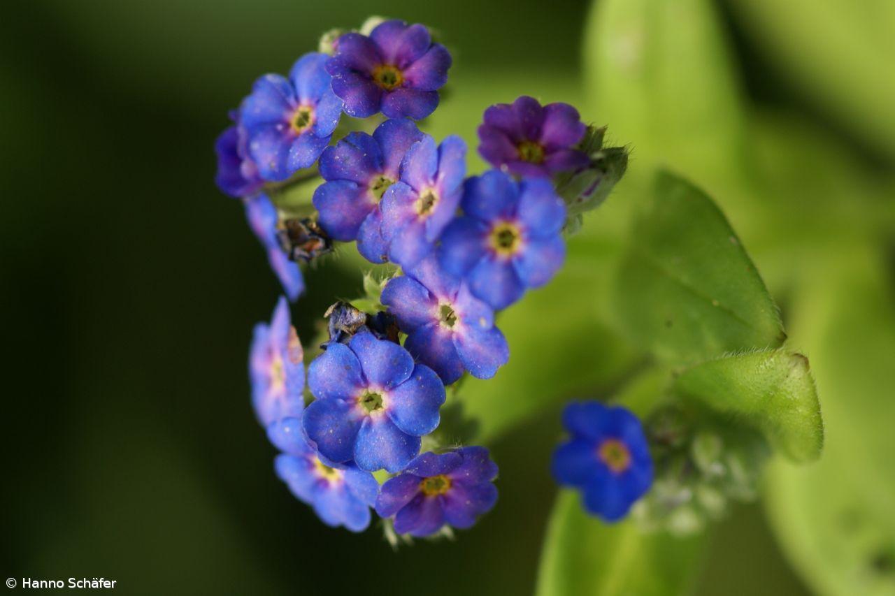 Descoberta planta rara na ilha do Corvo – Imagem 1