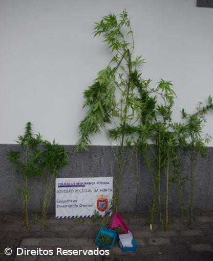 Homem detido na cidade da Horta na posse de canábis – Imagem 1