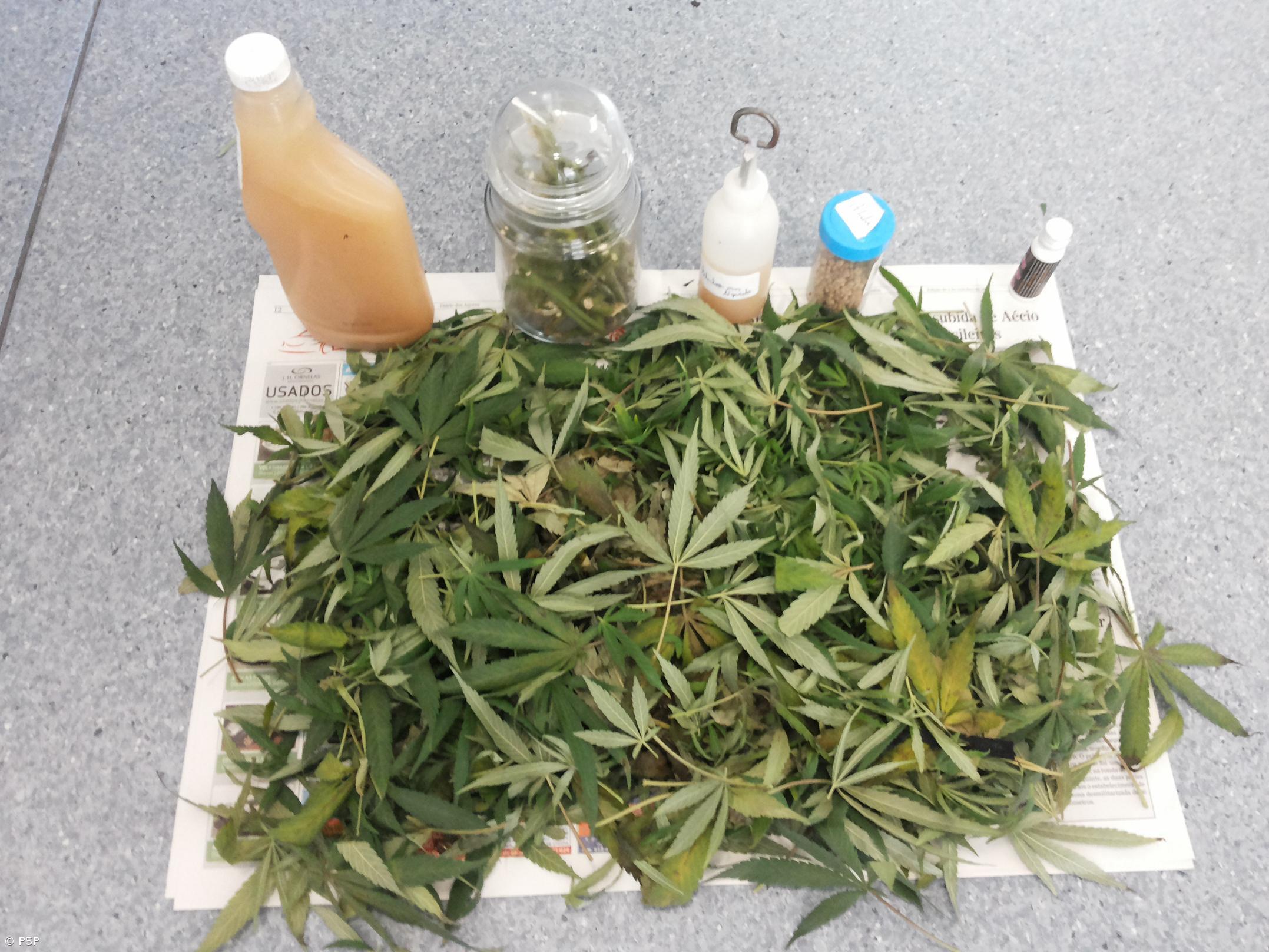 PSP apreende canábis em São Miguel – Imagem 1