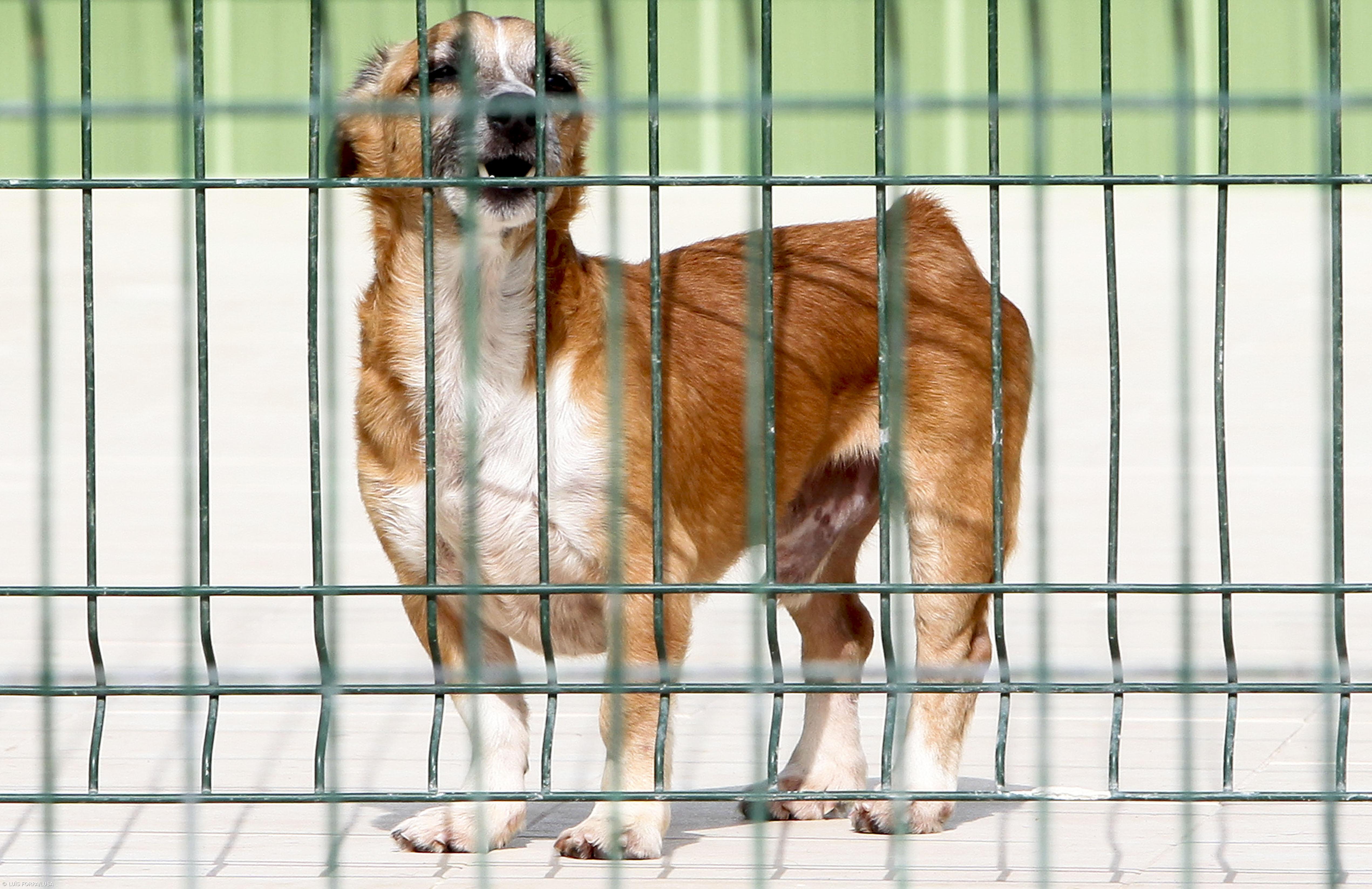 Governo da Madeira apoia financeiramente associações de proteção de animais – Imagem 1
