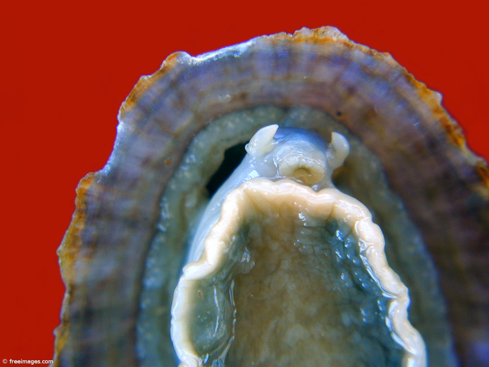 Açores impõe limites diários de 80 quilos para apanha de lapas – Imagem 1