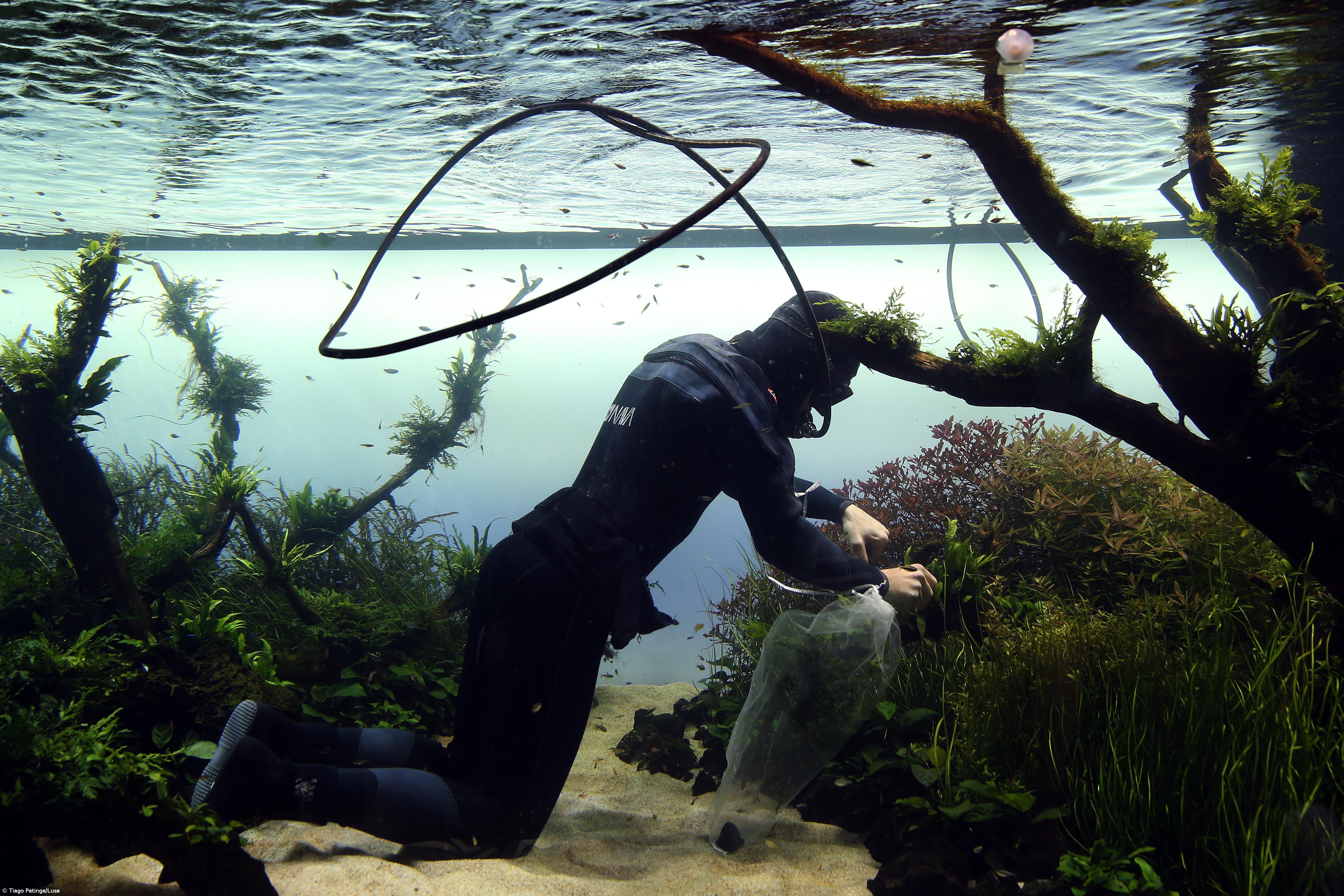 Mergulhadores fieis jardineiros no Oceanário de Lisboa – Imagem 1