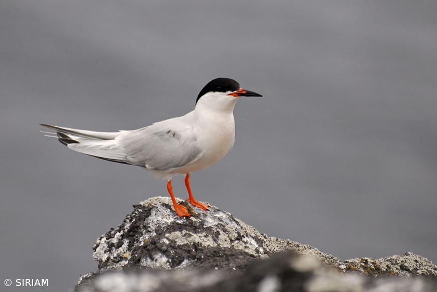 Censo de garajaus nos Açores de 25 de maio a 10 de junho – Imagem 1