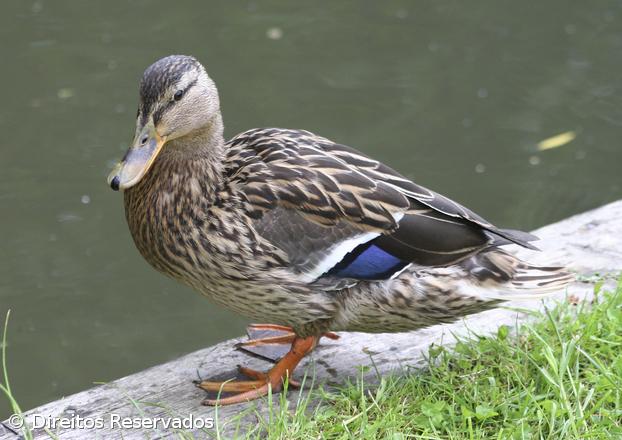 Patos e lontras ajudam pessoas portadores de deficiência em Miranda do Douro – Imagem 1