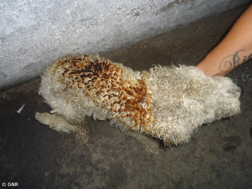 Lisboa recebe hoje manifestação pela criminalização dos maus-tratos a animais – Imagem 1