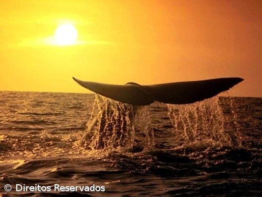 Destinos de excelência para observar baleias distinguidos dentro de dois anos – Imagem 1