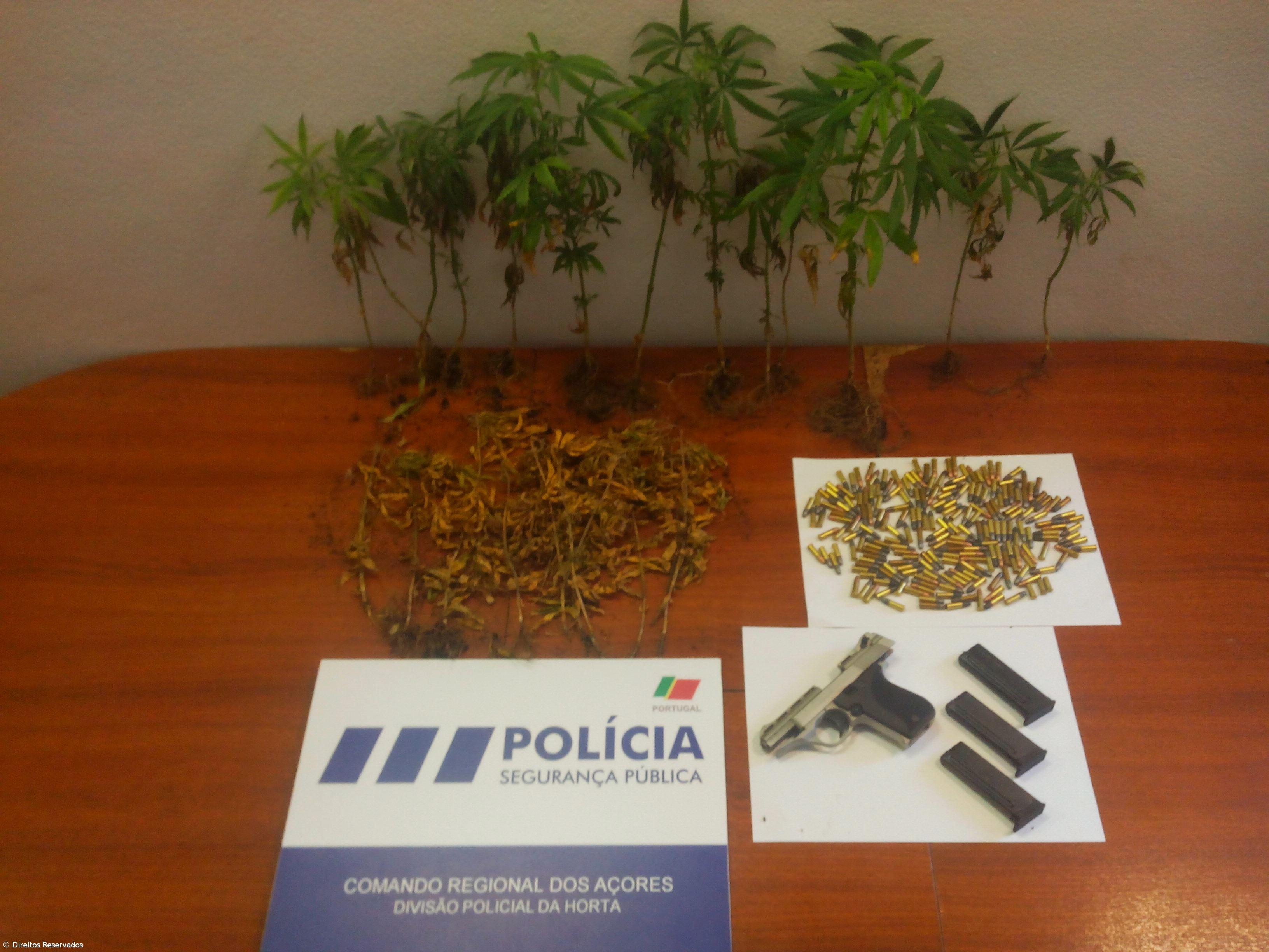 Detido suspeito de cultivo e tráfico de droga – Imagem 1