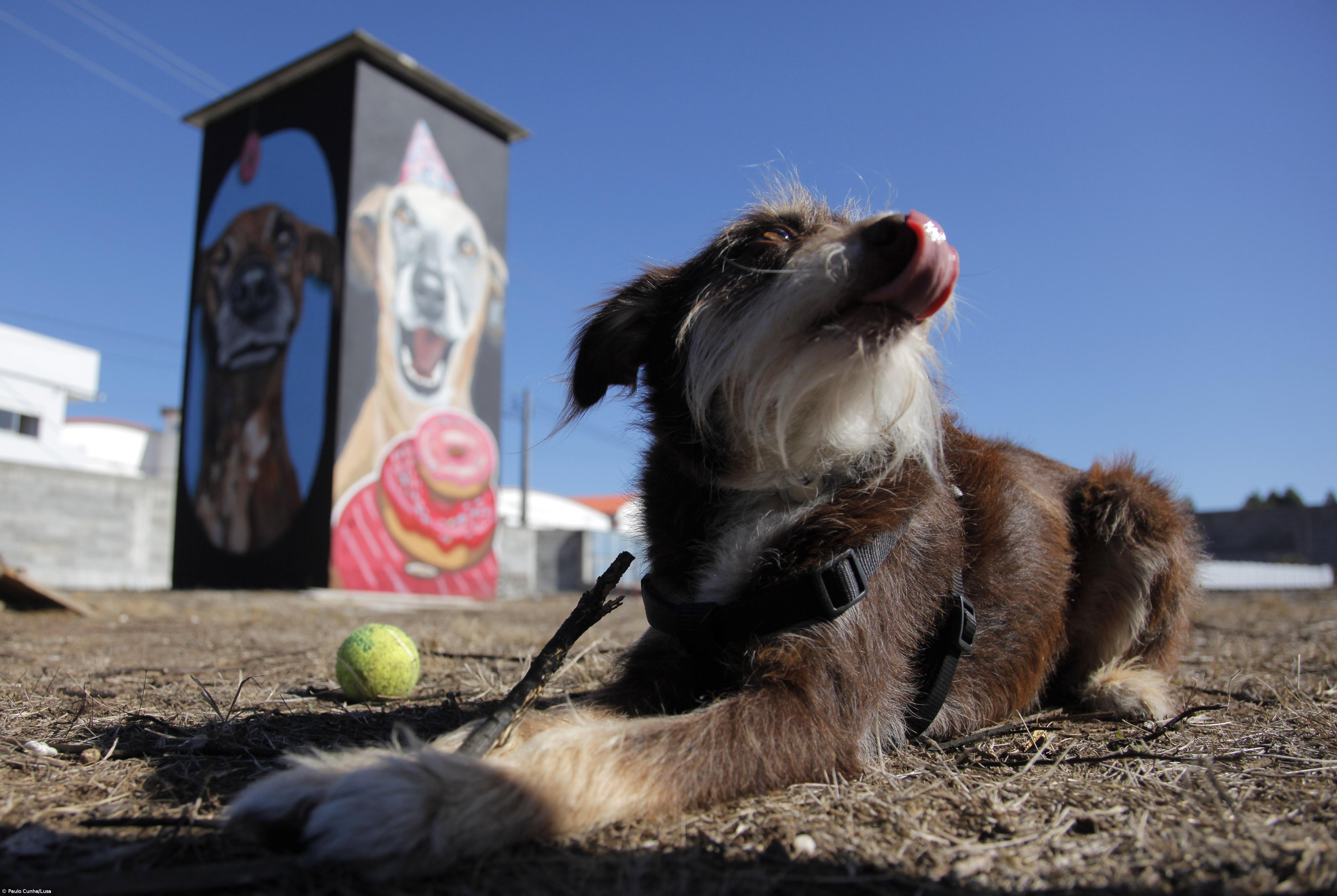 Arte urbana alerta para os maus tratos de pessoas e animais – Imagem 1
