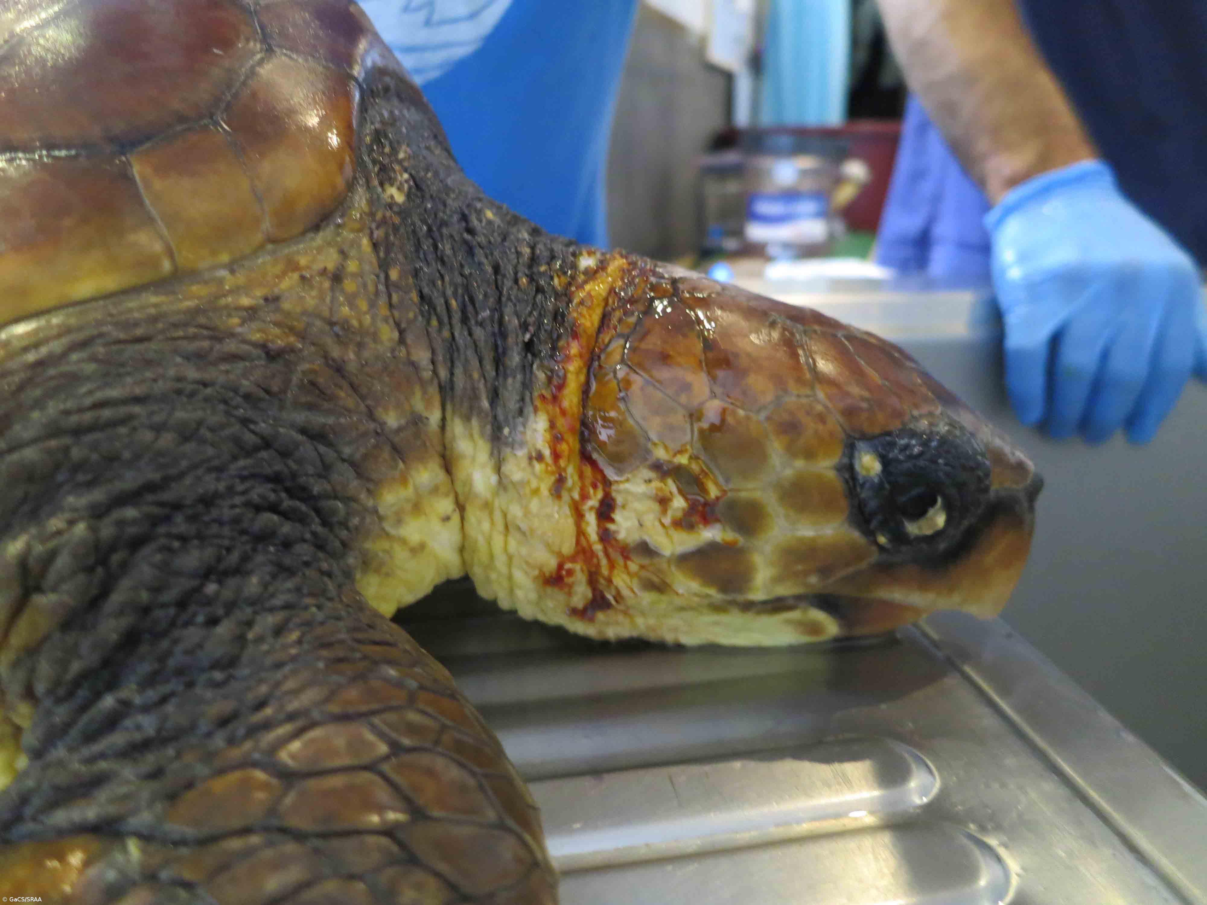 Tartaruga-boba recupera no Aquário de Porto Pim – Imagem 1