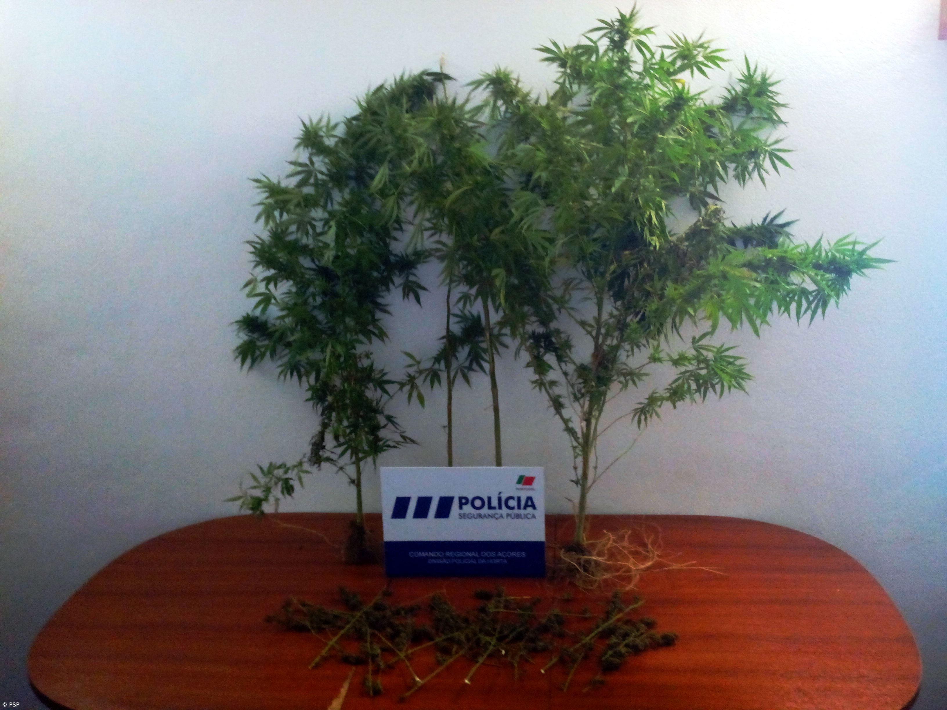 PSP detém homem por cultivo e tráfico e apreende droga – Imagem 1