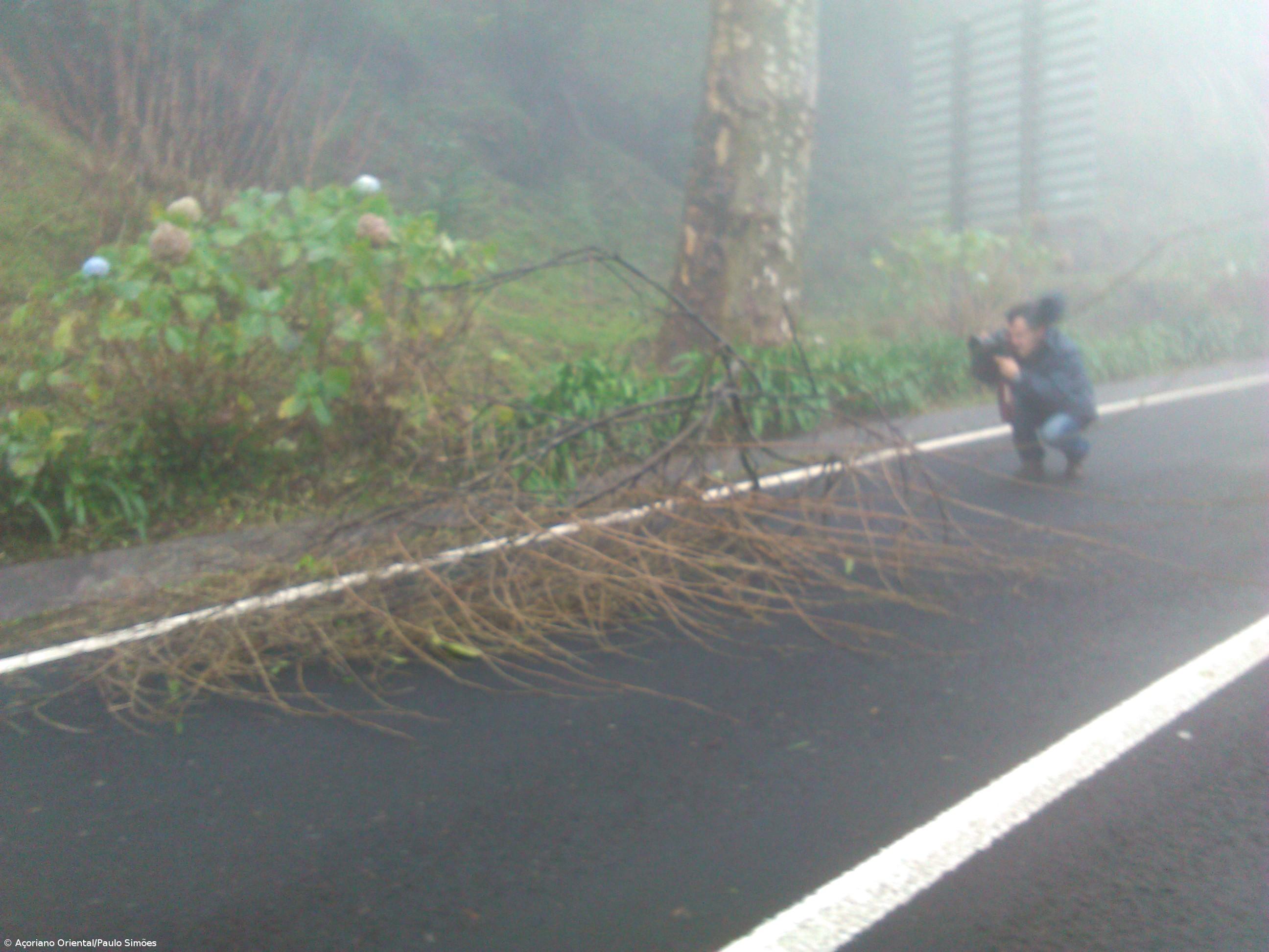 Proteção Civil regista queda de árvores em São Miguel – Imagem 1