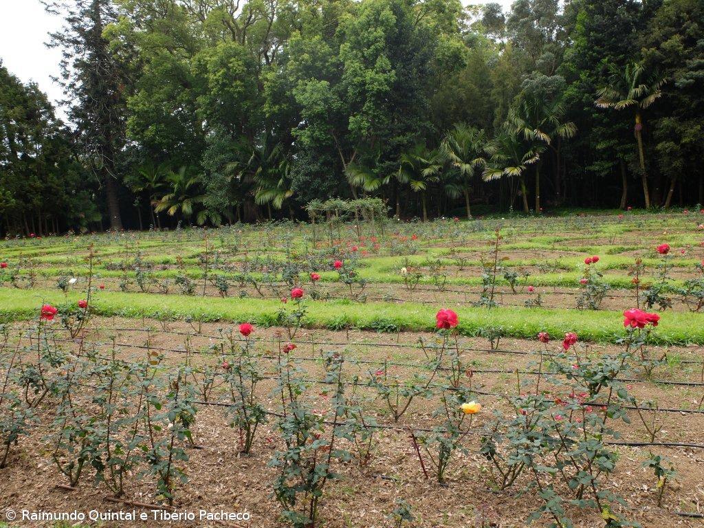 Princesa de Kohary de visita ao jardim José do Canto  – Imagem 1