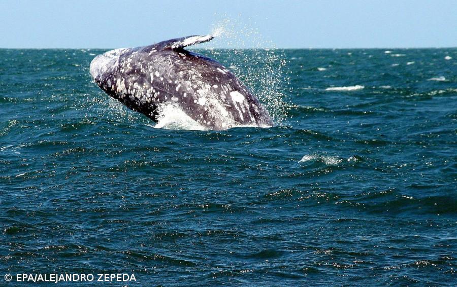  Luso-americanos em New Bedford querem redescobrir raízes portuguesas, diz cônsul de Portugal – Imagem 1