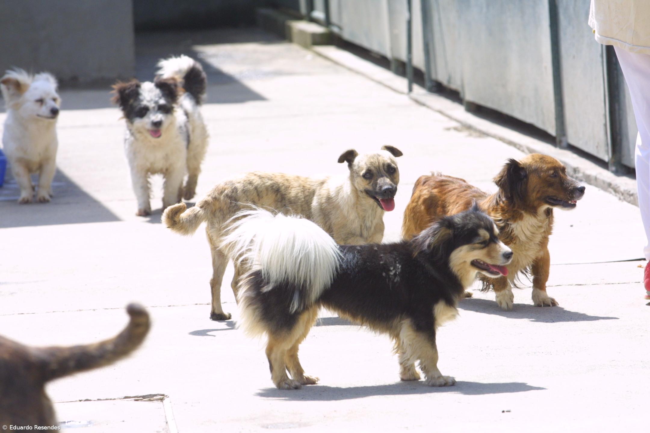 Grupo de cidadãos quer melhorias nos centros de recolha de animais nos Açores – Imagem 1