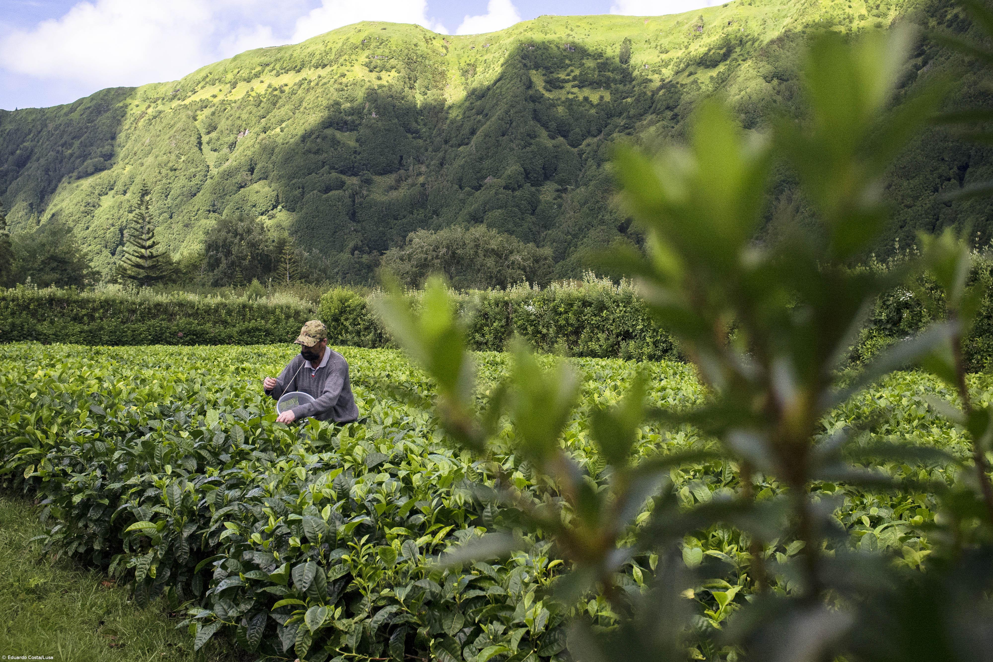 Chá branco dos Açores desperta interesse de apreciadores de todo o mundo – Imagem 1