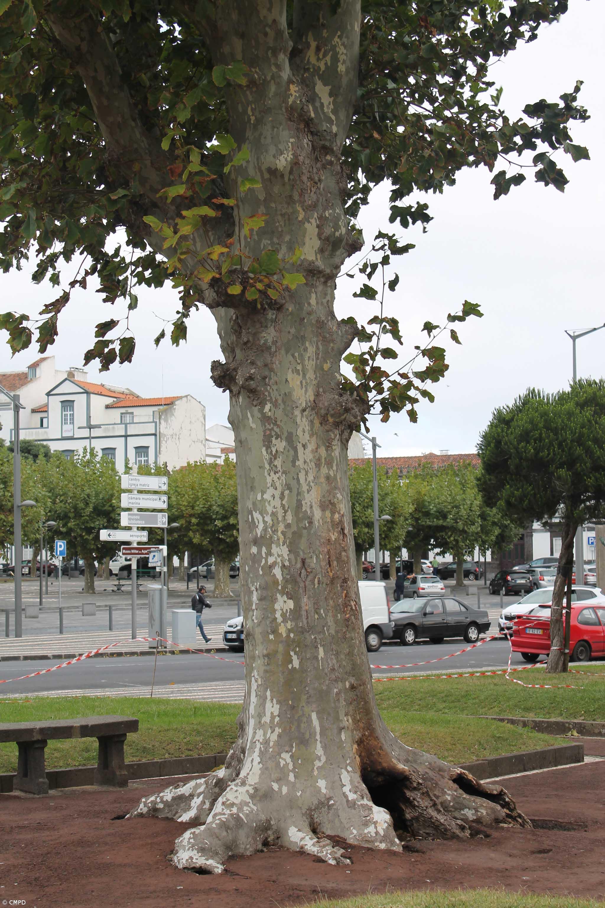 Árvore centenária cortada depois de ato de vandalismo – Imagem 1