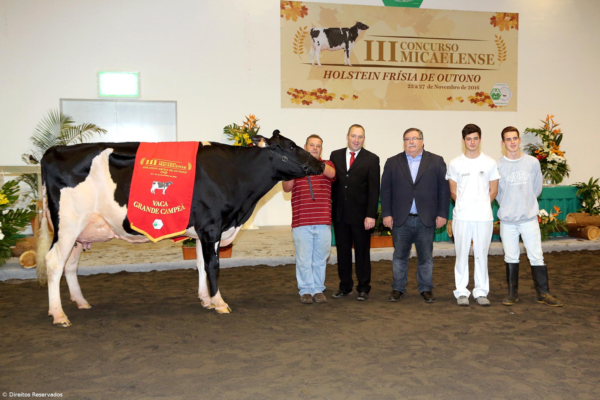 'Anabela' é a vaca Grande Campeã de Outono da Raça Holstein Frísia – Imagem 1