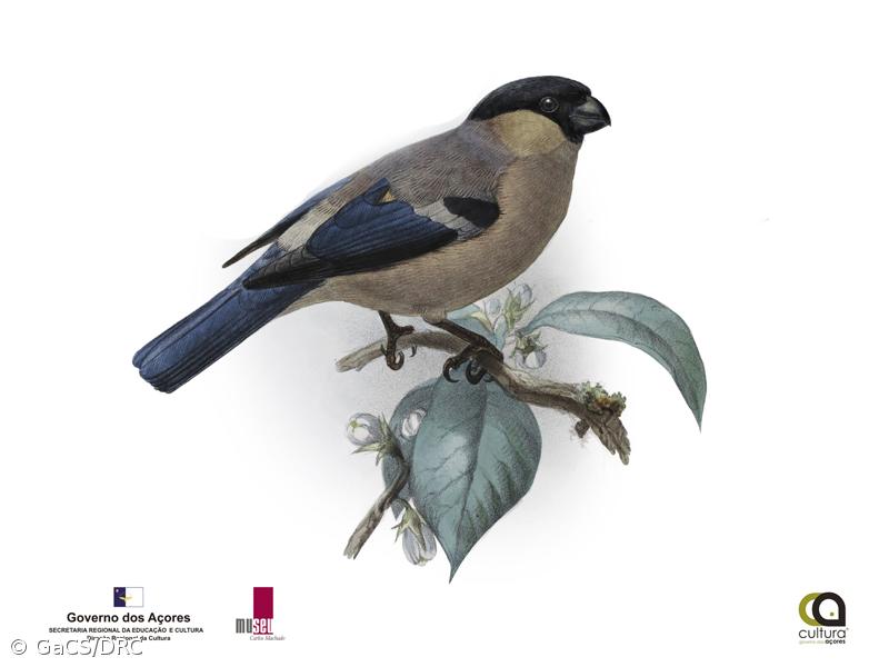 Museu Carlos Machado apresenta catálogo do circuito de História Natural – Imagem 1