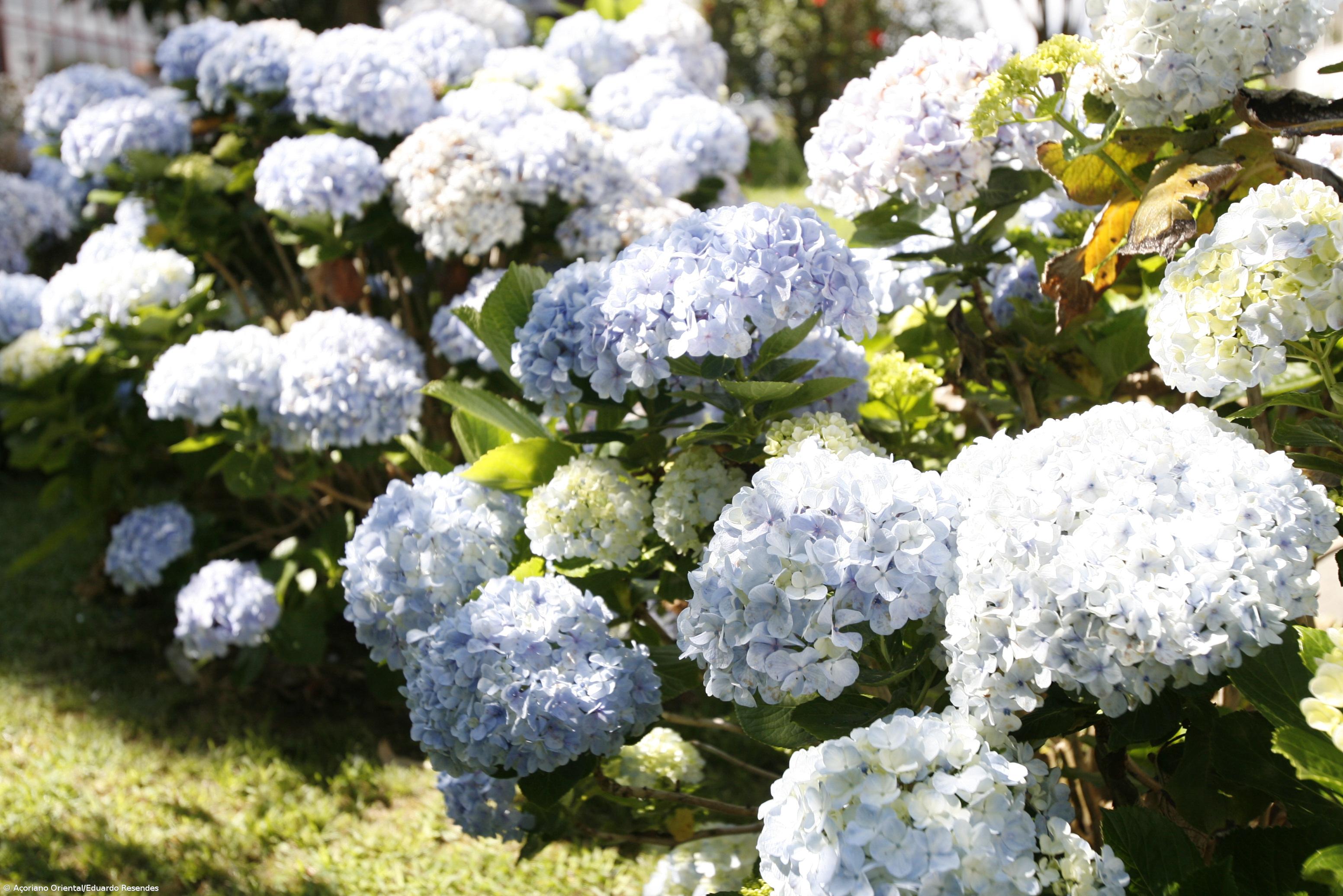 Filme inspirado nos Açores distinguido na Suíça com o Promotional Award – Imagem 1