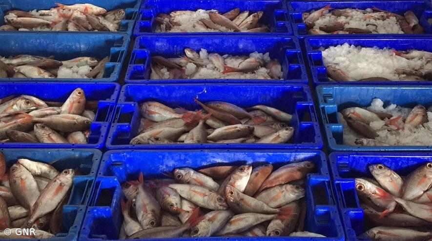 Goraz vai ser pescado livremente nos Açores mas haverá limite por embarcação  – Imagem 1