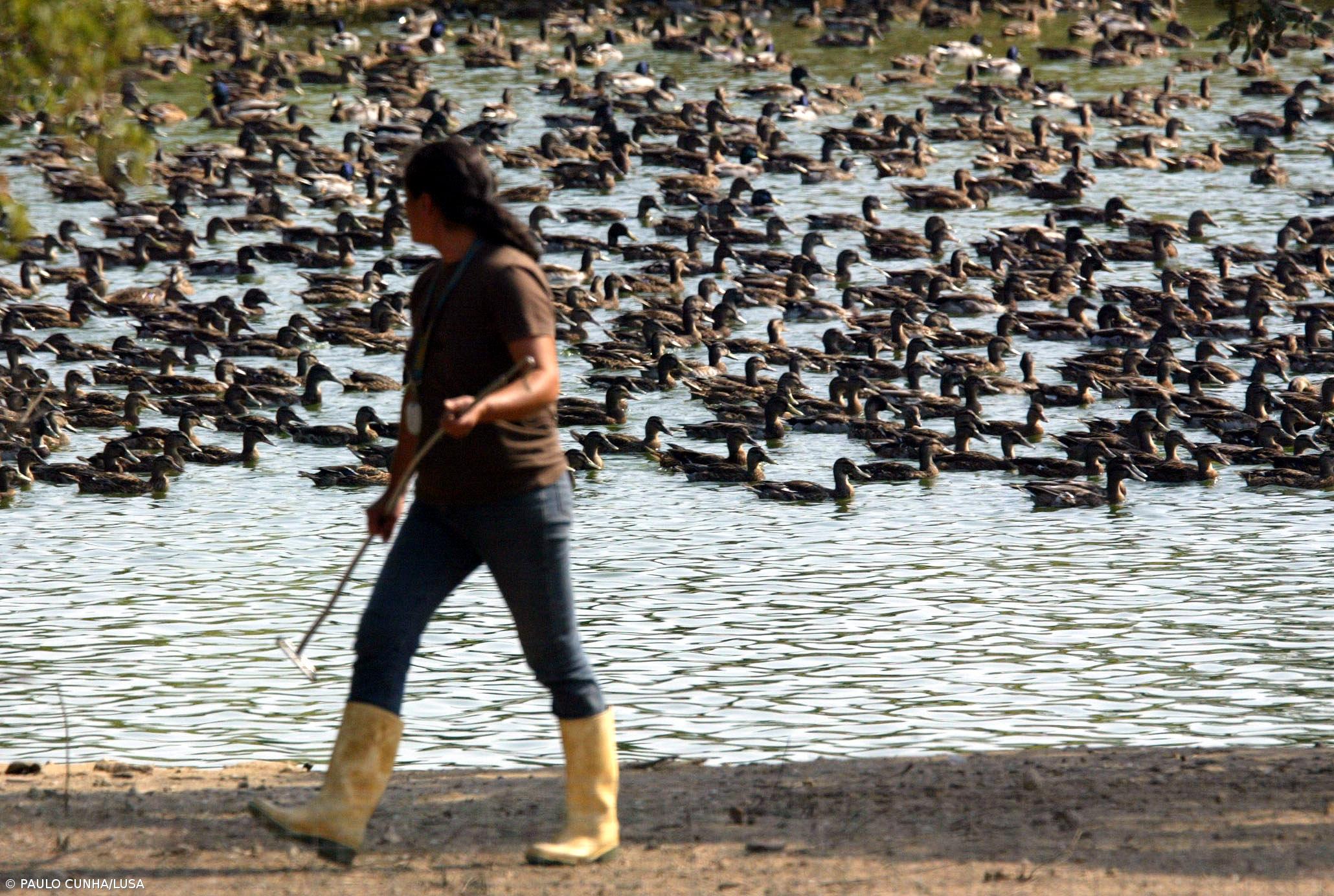 Vírus da gripe detectado na Alemanha – Imagem 1