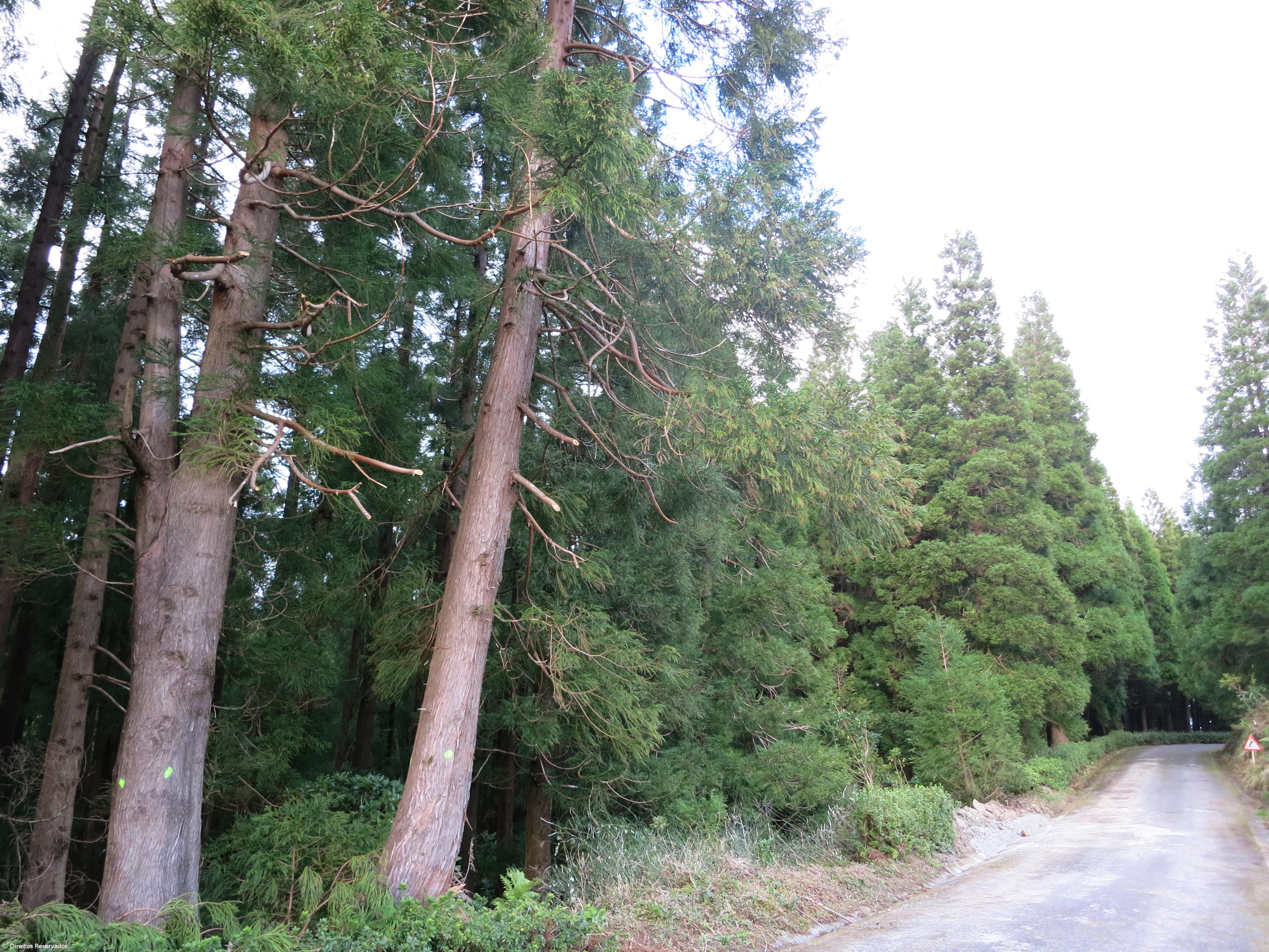 Associação alerta para importância de proteger floresta original dos Açores – Imagem 1