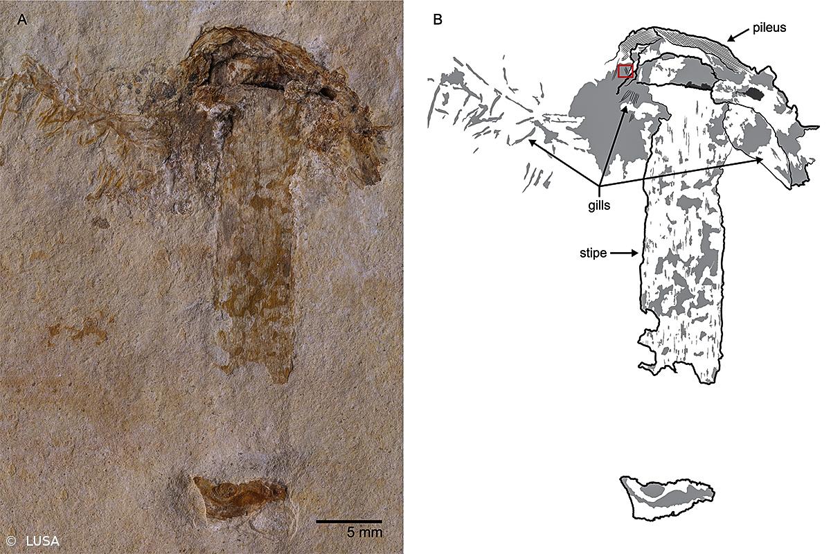 Identificado fóssil mais antigo de um cogumelo – Imagem 1