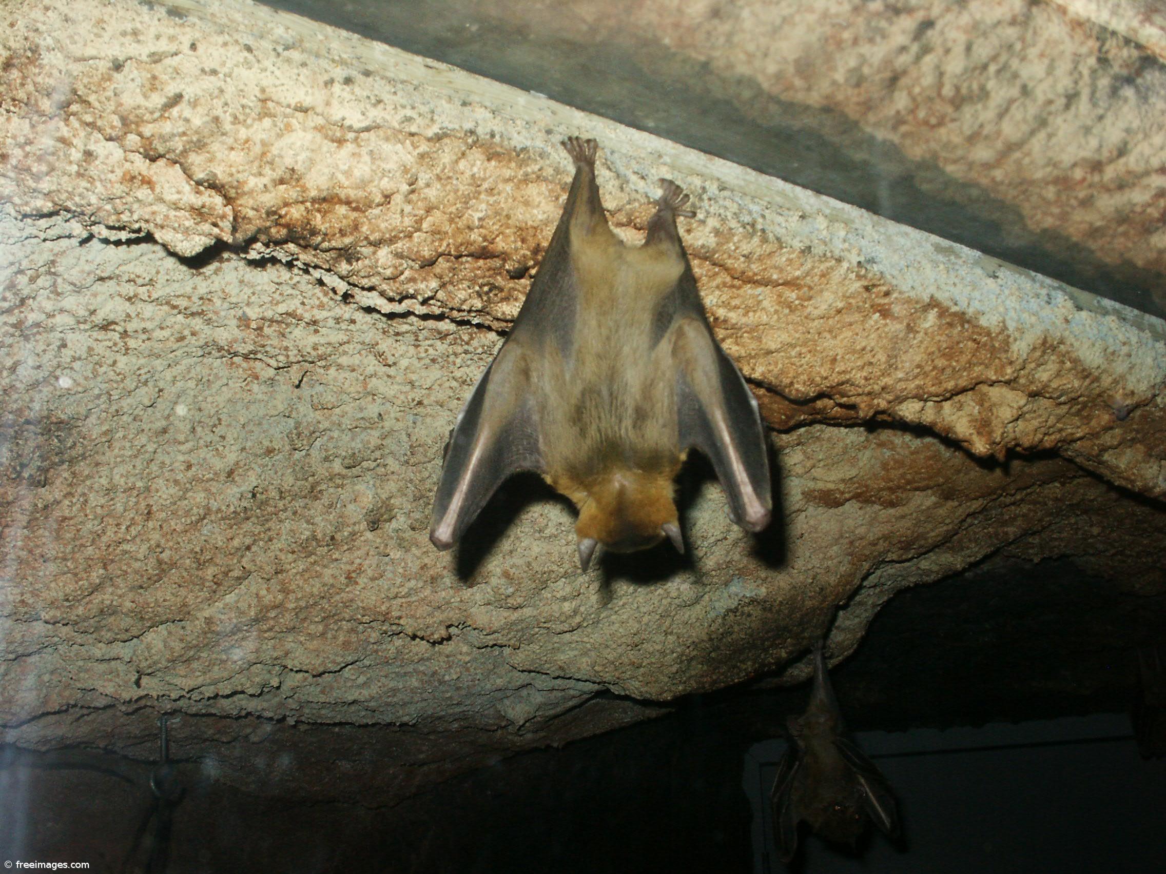 Morcegos são o maior reservatório de coronavírus do mundo – Imagem 1